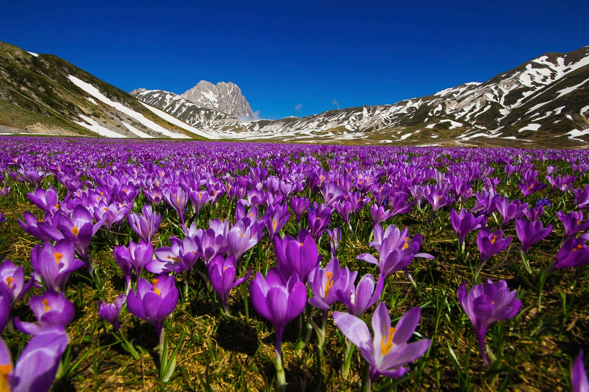 Papermoon "Blumenwiese"