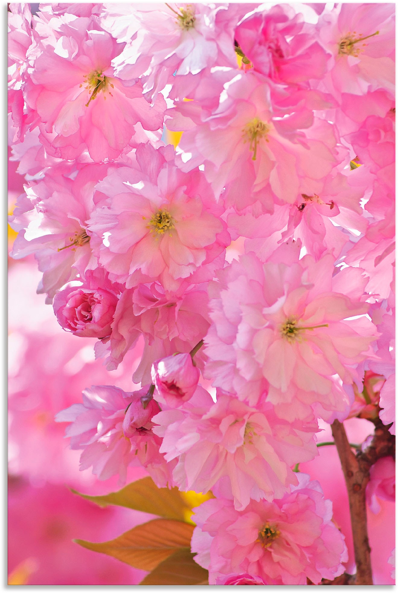 Artland Wandbild bestellen »Kirschblüten«, BAUR versch. St.), Wandaufkleber | Leinwandbild, (1 oder Blumen, in Poster Alubild, Größen als