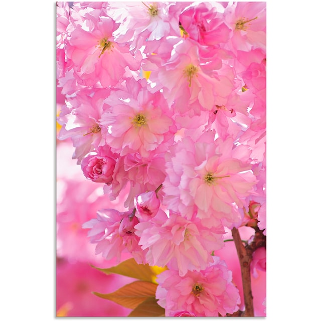 Artland Wandbild »Kirschblüten«, Blumen, (1 St.), als Alubild, Leinwandbild,  Wandaufkleber oder Poster in versch. Größen bestellen | BAUR