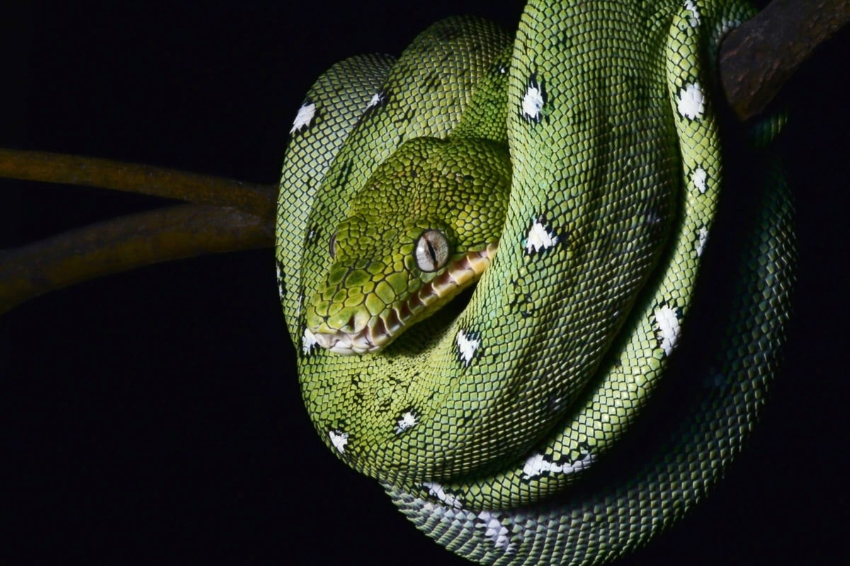 Papermoon Fototapete »SMARAGDBOA-SCHLANGE TIER REPTIL AMAZONAS REGENWALD BOA«