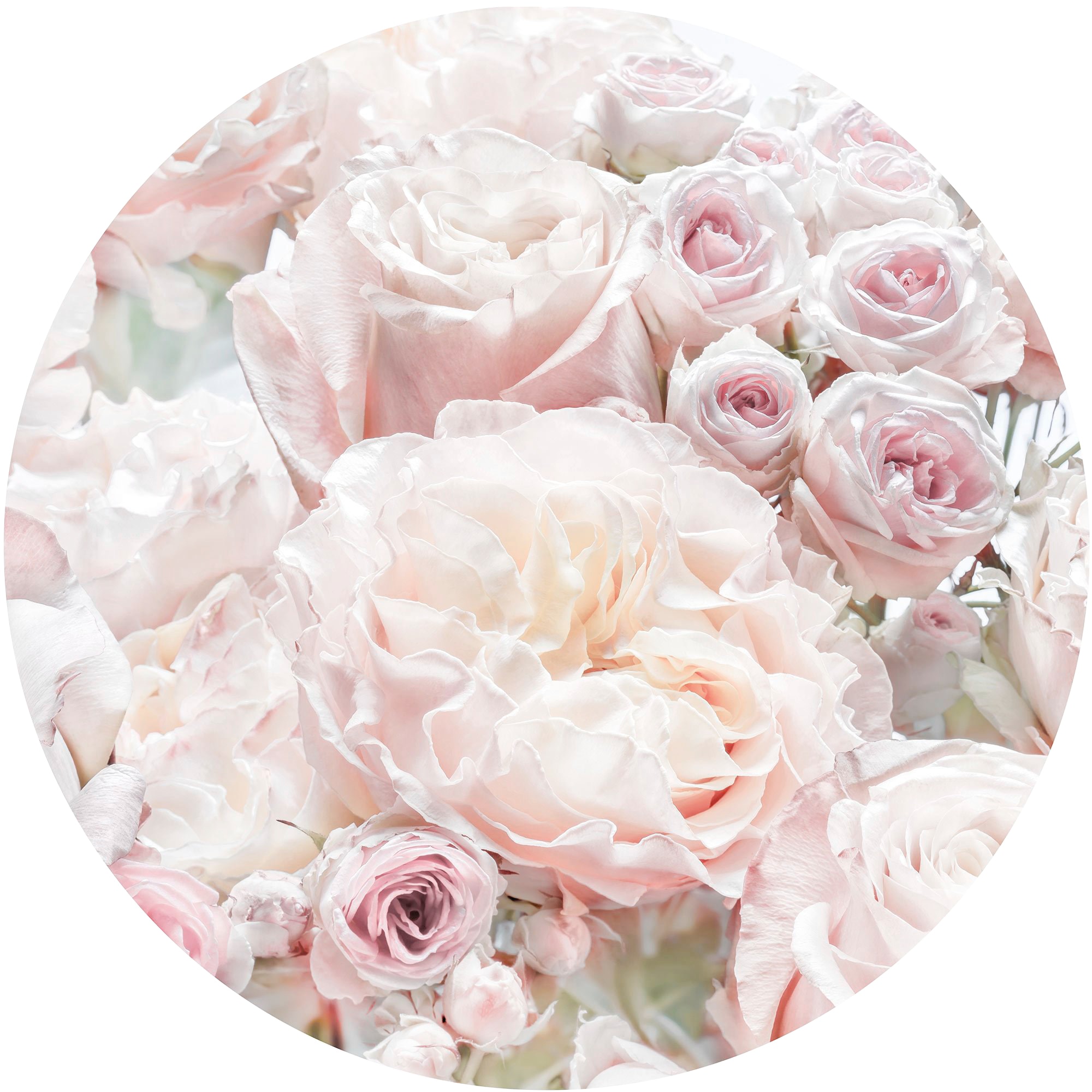 Komar Fototapete "Vlies selbstklebend - Pink and Cream Roses - Größe 125 x 125 cm" bedruckt glatt Wohnzimmer, Schlafzimmer