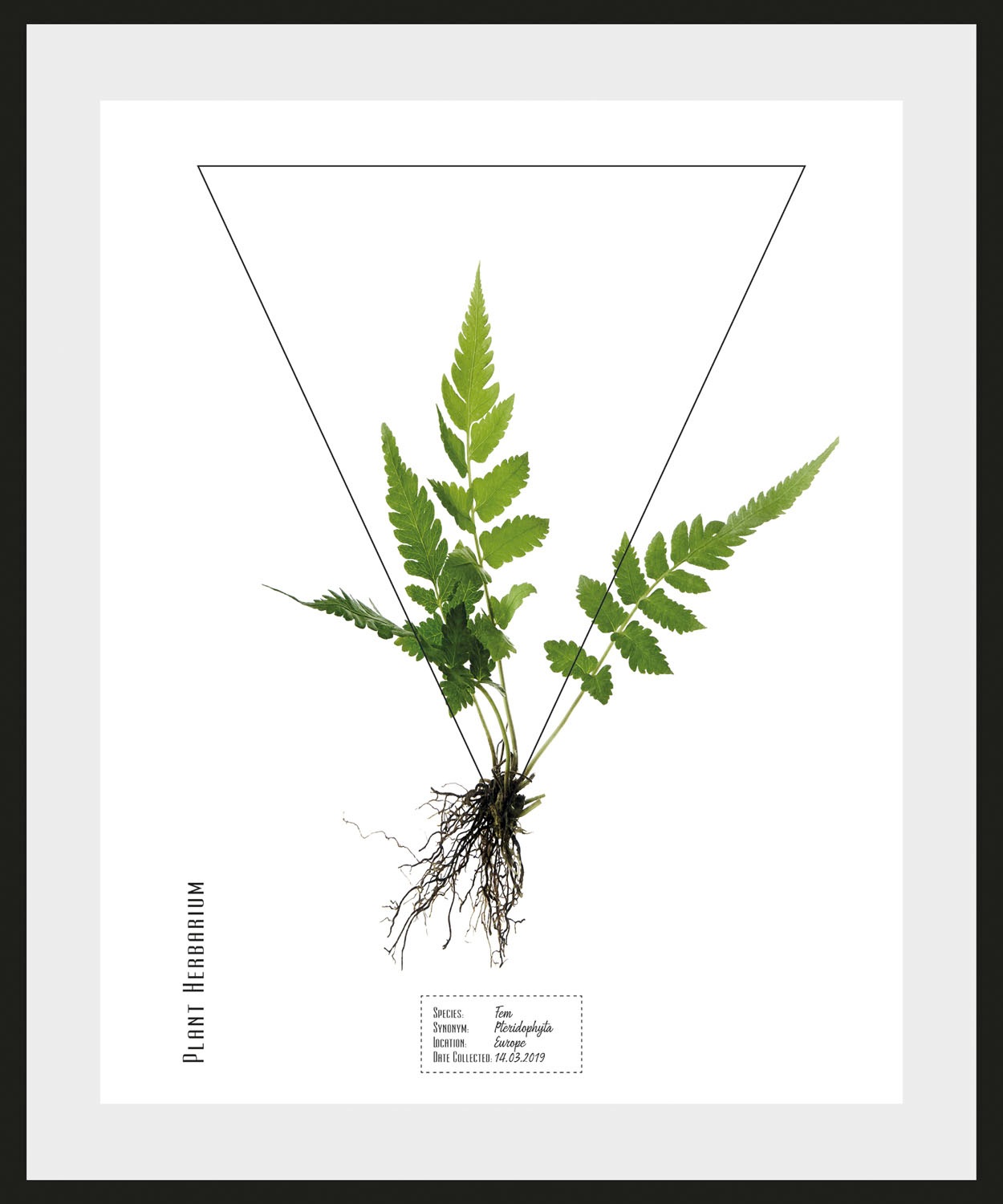 queence Bild »Kräuter«, Pflanzen-Pflanzenbilder-Schriftzug, (1 St.), HD Premium Poster-Druck inkl. Holzrahmen