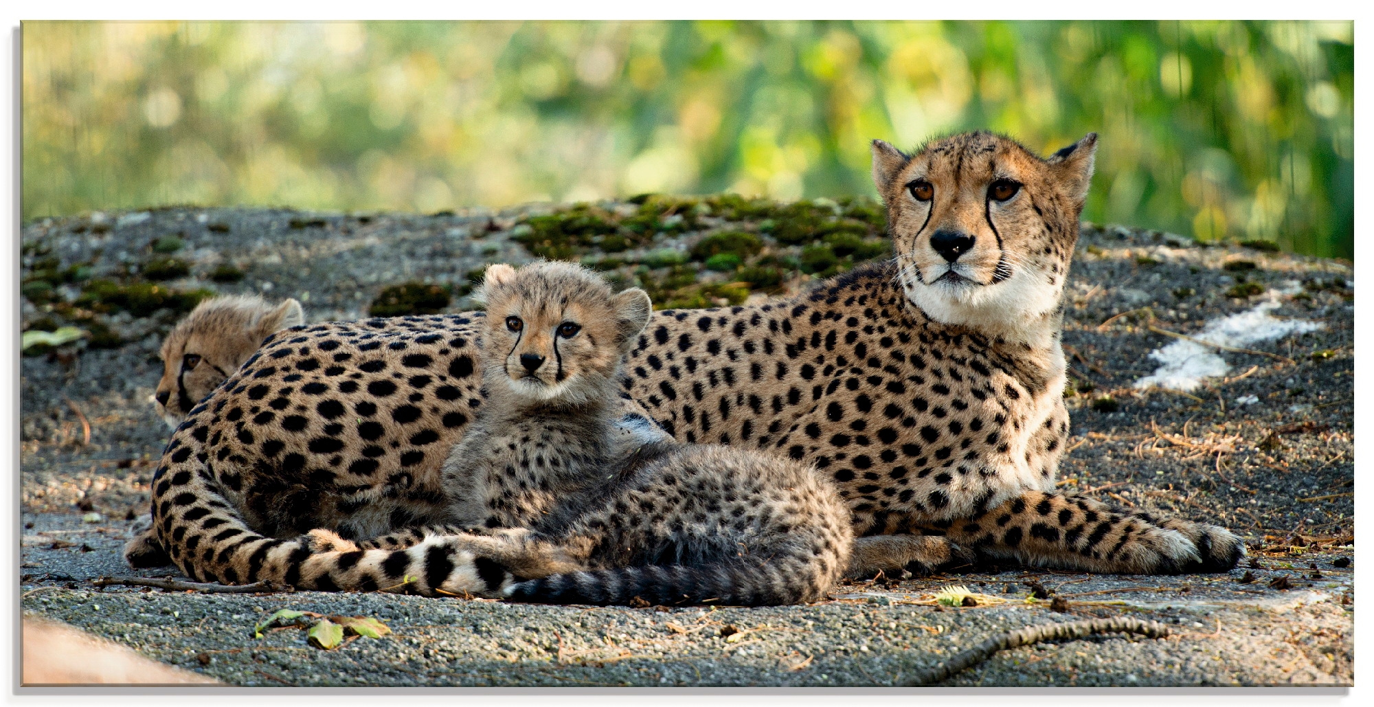 kaufen »Gepard 2«, Glasbild Wildtiere, BAUR (1 | Größen St.), in verschiedenen Artland