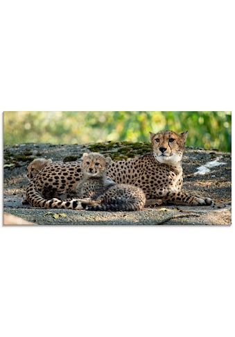 Artland Stiklinis paveikslas »Gepard 2« Wildti...