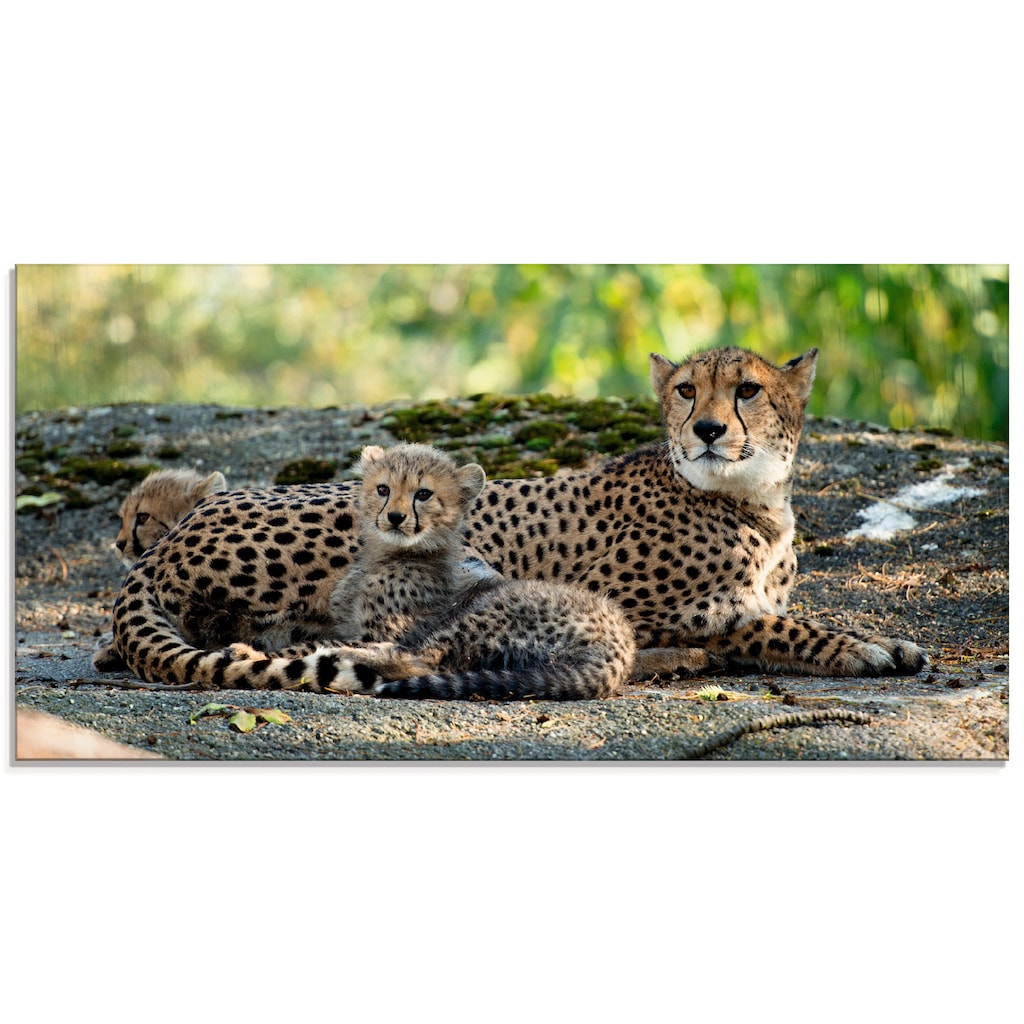 Artland Glasbild »Gepard 2«, Wildtiere, (1 St.)