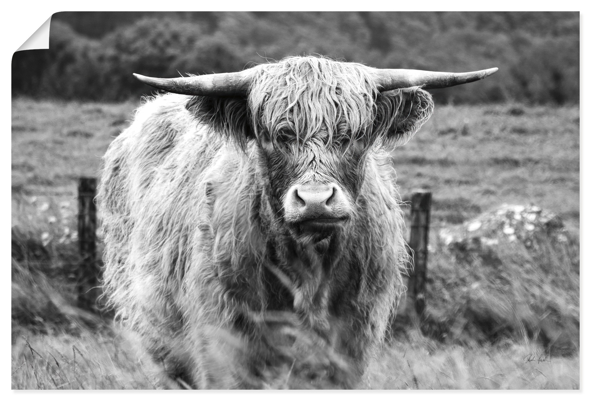 Artland Wandbild "Happy Highland" Wildtiere 1 Stk. tlg. als Alubild, Leinwandbild, Poster, Wandaufkleber in verschied. Größen