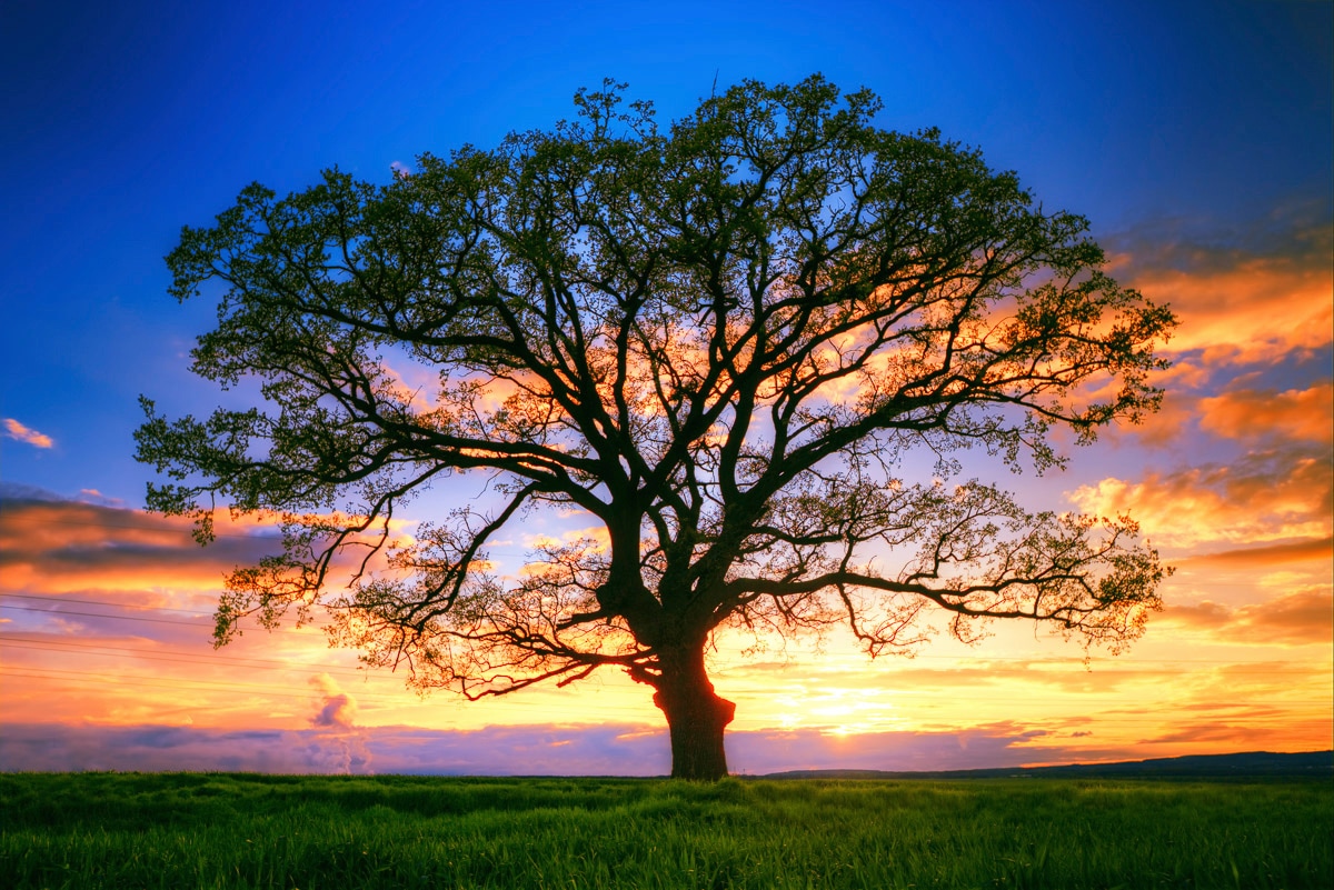 Papermoon Fototapete "Baum in Landschaft"