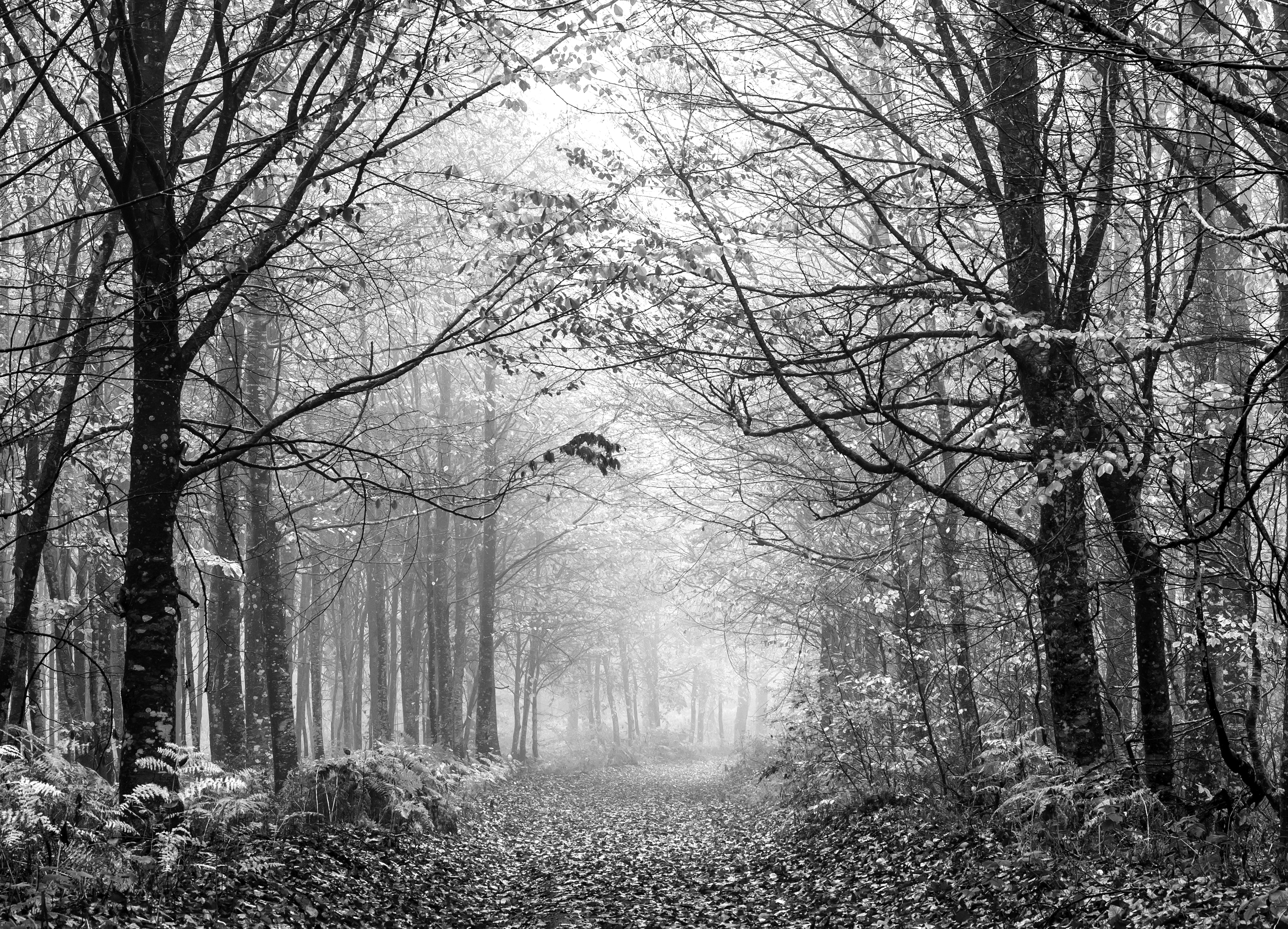 Papermoon Fototapete "Wald Schwarz & Weiß"