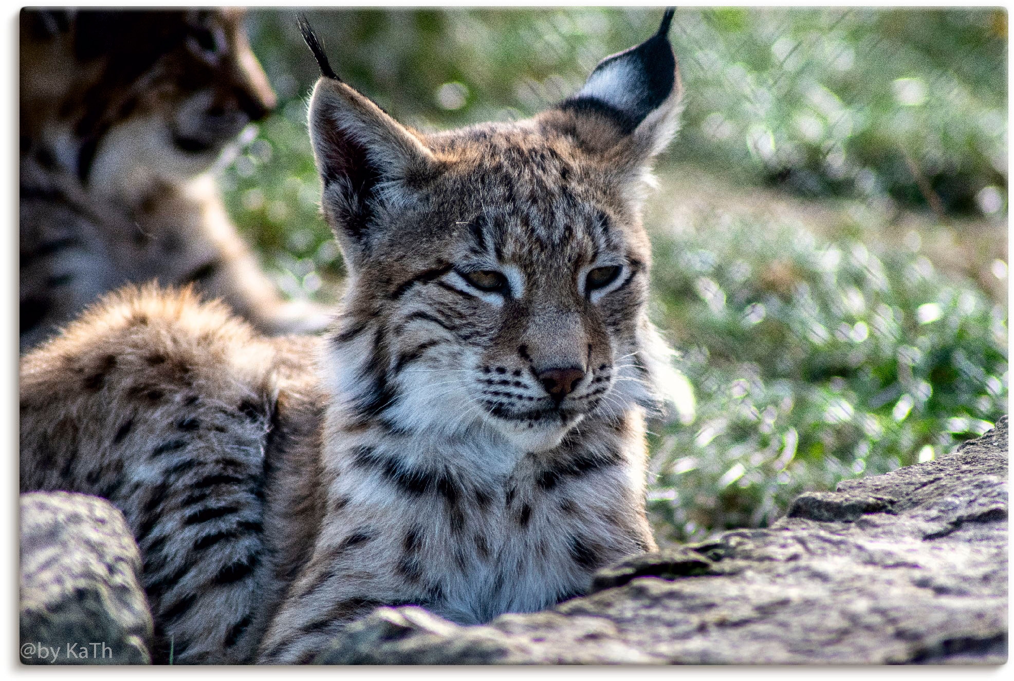 Artland Leinwandbild »Luchs«, Wildtiere, (1 St.), auf Keilrahmen gespannt