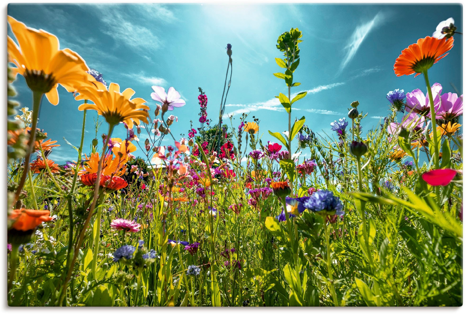 Artland Wandbild "Buntes Blumenfeld" Blumenwiese 1 Stk. tlg. als Alubild, O günstig online kaufen