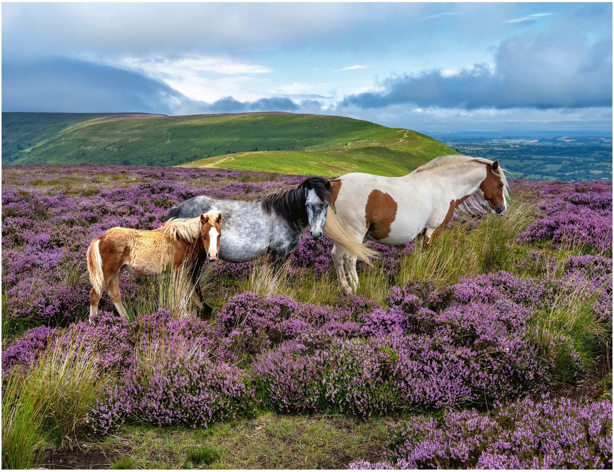 Ravensburger Puzzle »Wildpferde in der Heide« Made in Germany