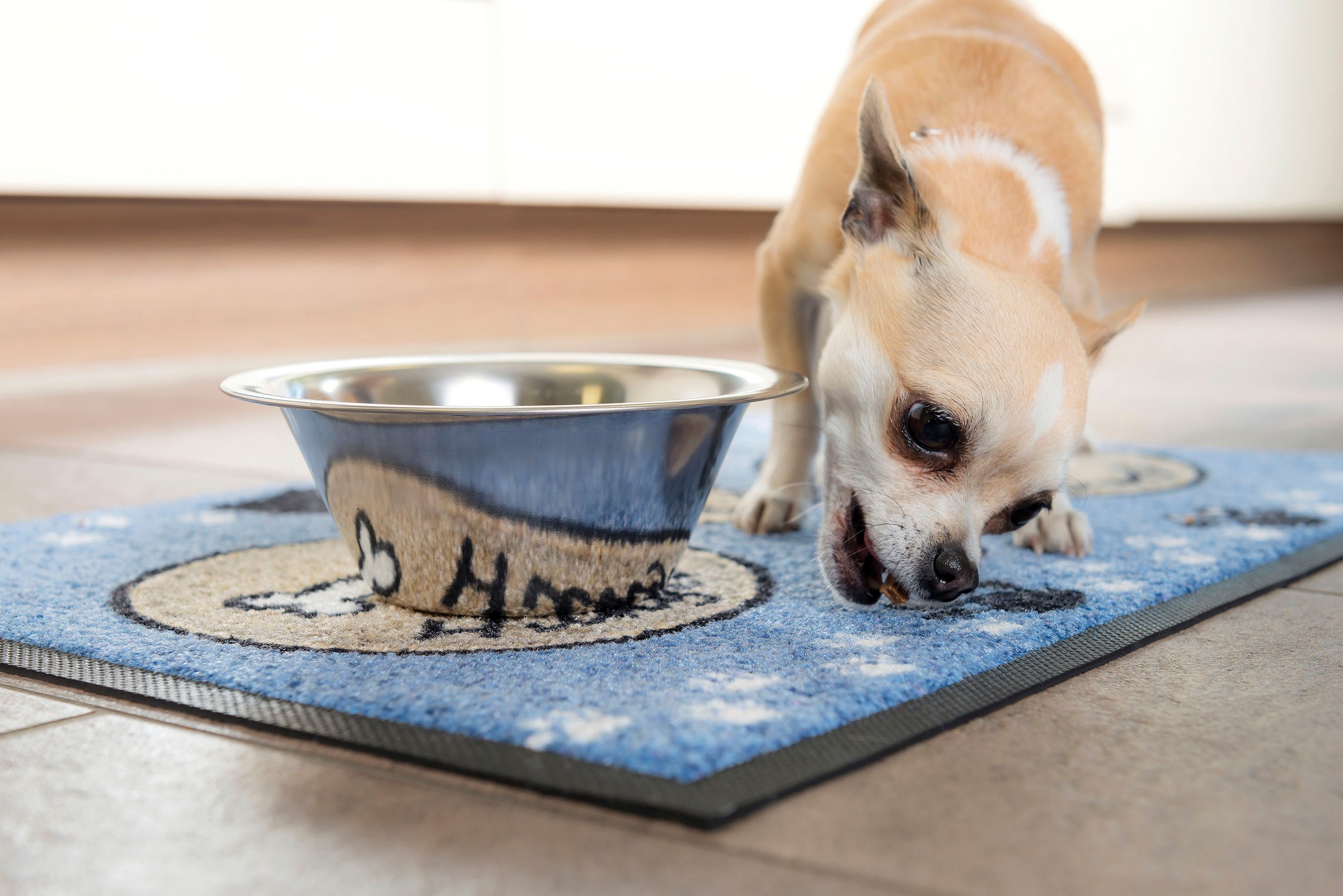 Schmutzfangmatte, waschbar, BAUR wash+dry rechteckig, Fußmatte ideal als Kleen-Tex | Hund, Futterunterlage by auch »Hundemahlzeit«, Motiv