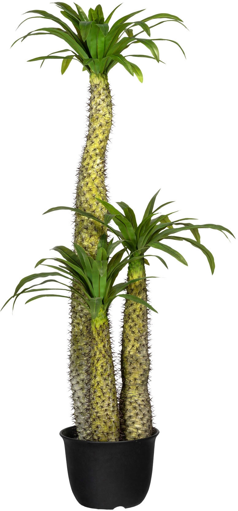 Creativ green Künstliche Zimmerpflanze »Madagaskarpalme Pachypodium«