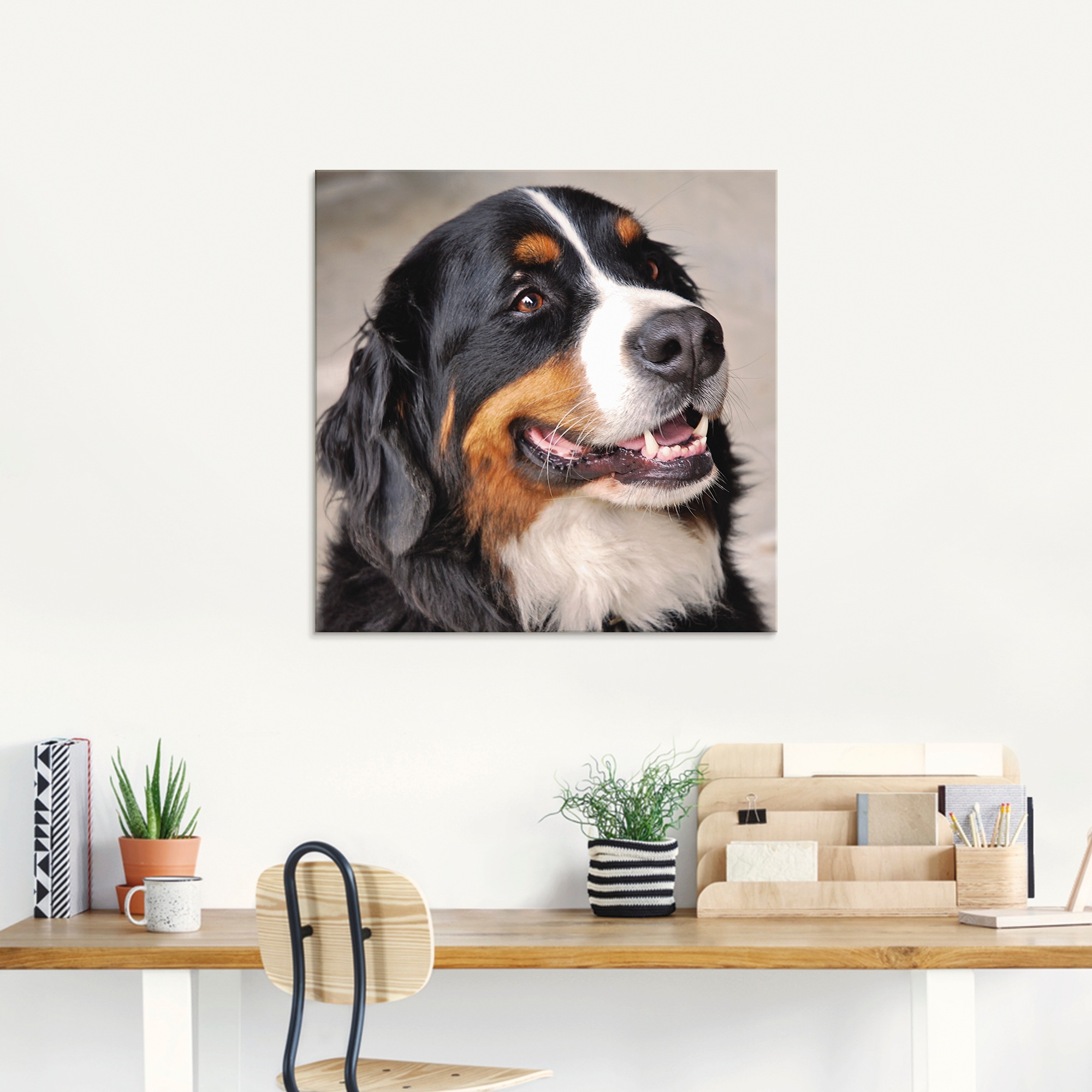 Artland Glasbild »Berner Sennenhund«, Haustiere, bestellen | (1 BAUR verschiedenen Größen in St.)