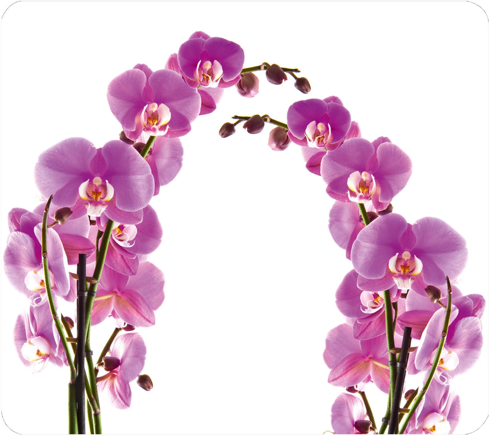 Herd-Abdeckplatte »Orchideenblüte«