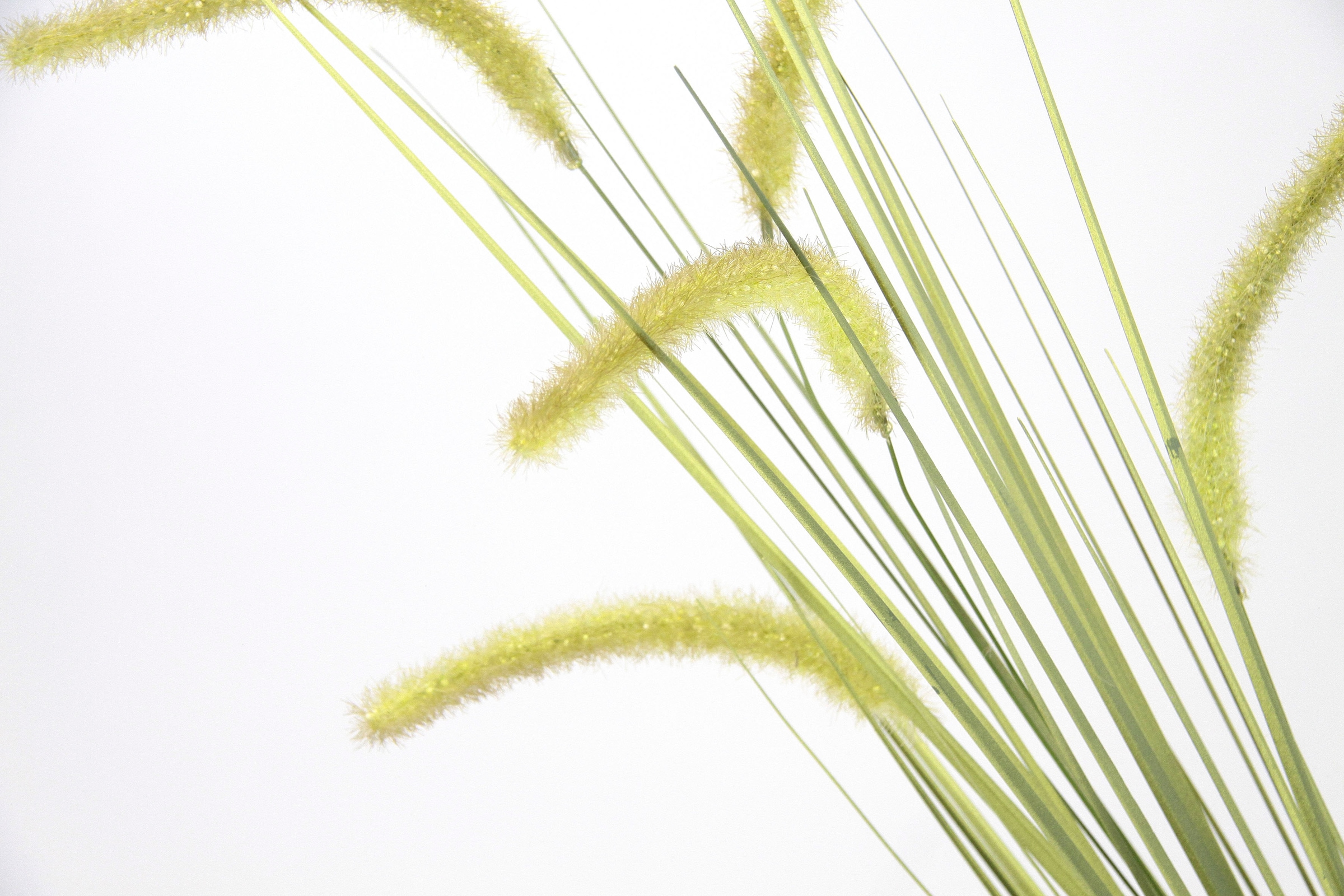 I.GE.A. Kunstblume »Fuchsschwanz«, Dekozweig, 2er Set