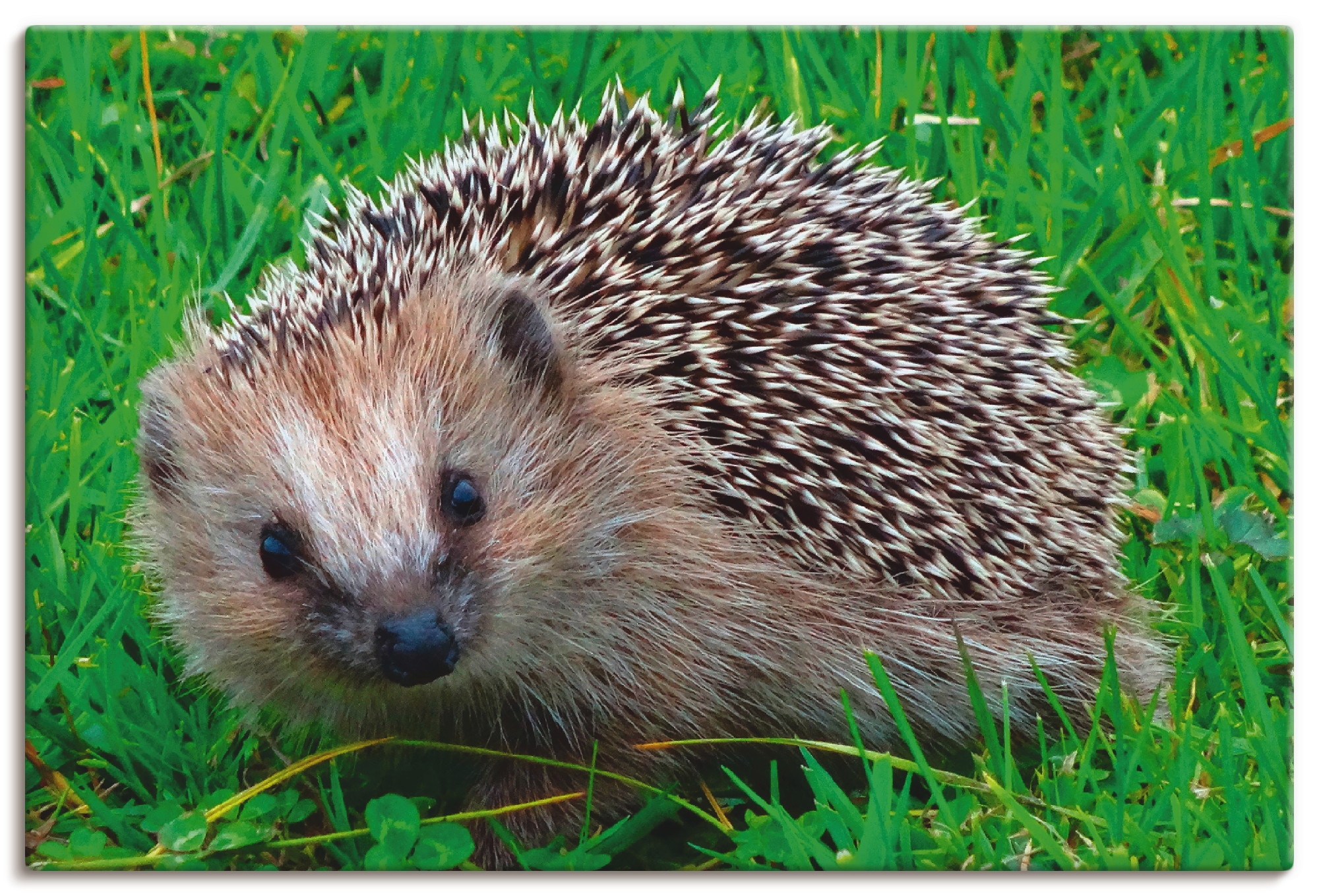 Artland Wandbild »Igel Blick«, Wildtiere, (1 St.), als Alubild, Leinwandbild,  Wandaufkleber oder Poster in versch. Größen kaufen | BAUR