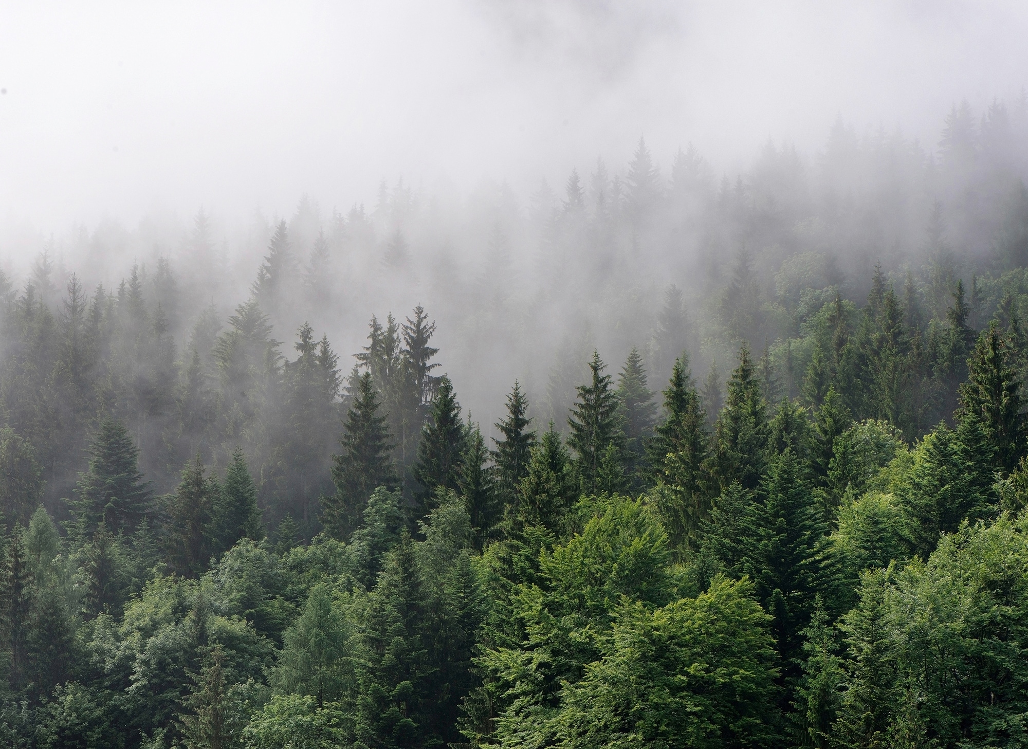 living walls Fototapete "Designwalls Foggy Fir Trees" glatt Vlies, Wand, Schräge, Decke