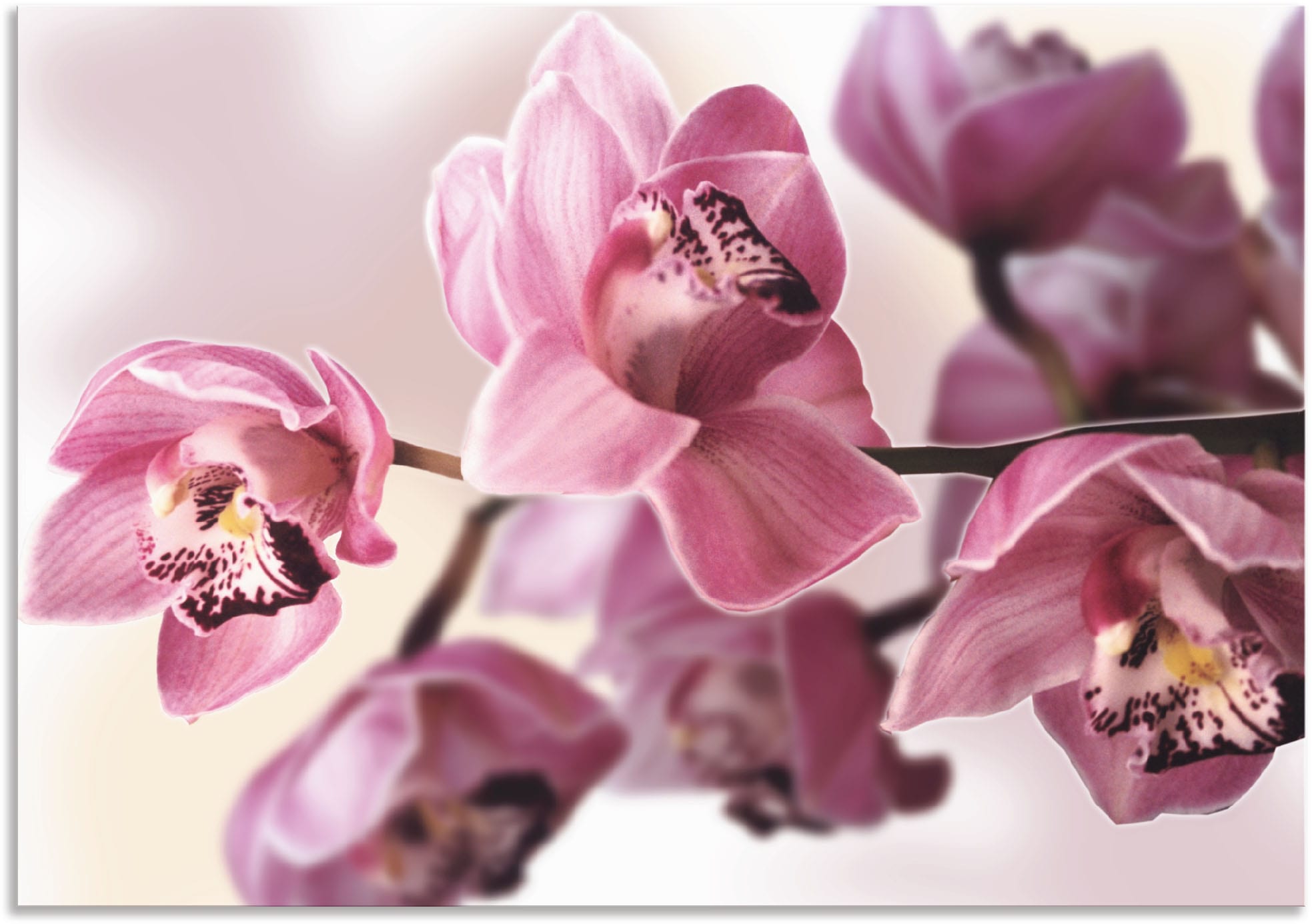 Artland Wandbild "Rosa Orchidee", Blumenbilder, (1 St.), als Alubild, Outdoorbild, Leinwandbild, Poster, Wandaufkleber