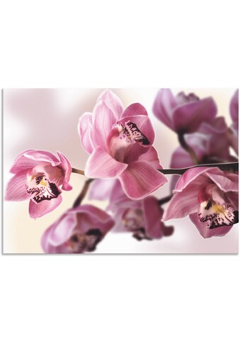 Artland Paveikslas »Rosa Orchidee« Blumenbilde...