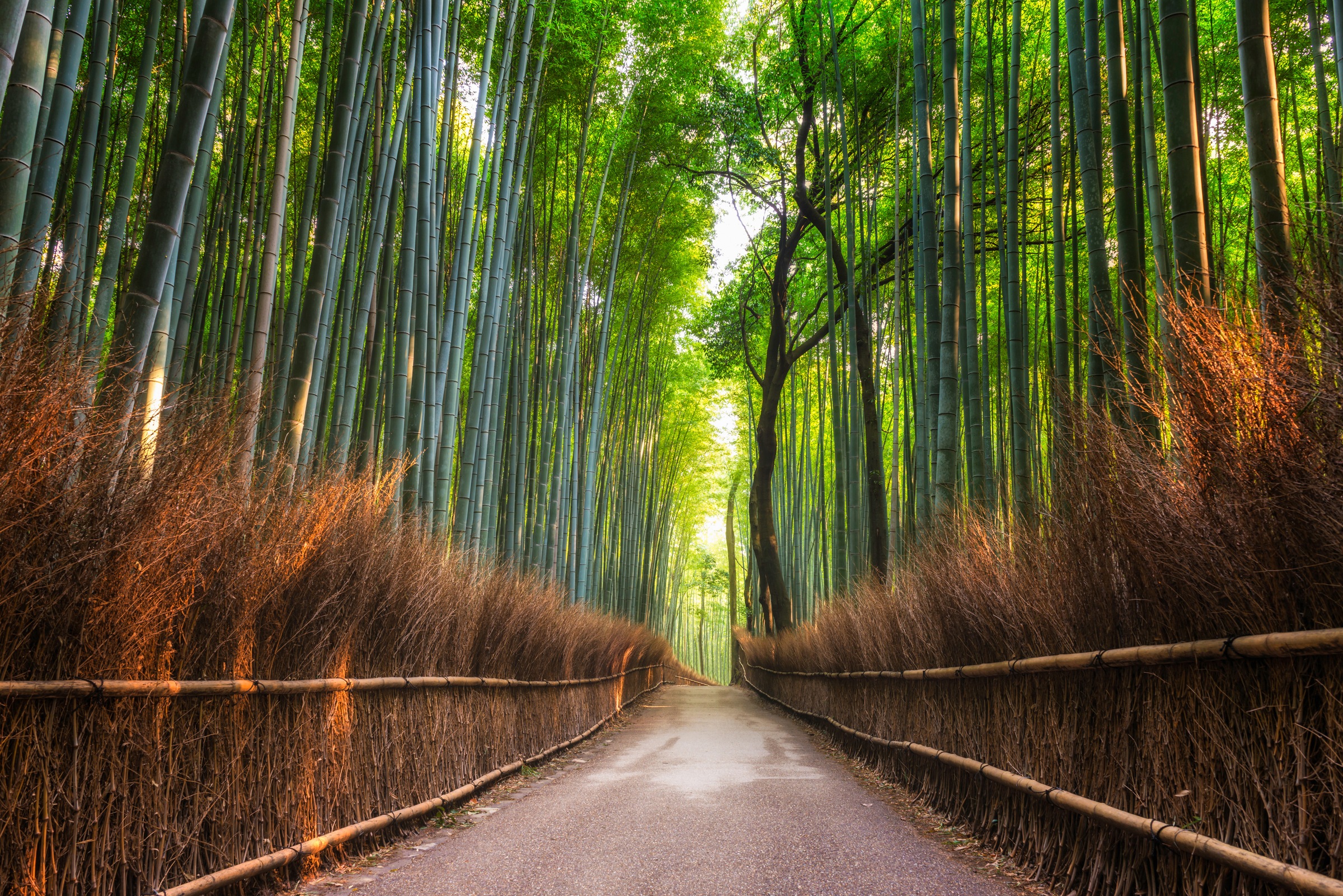 Papermoon Fototapetas »Bamboo Grove of Kyoto«