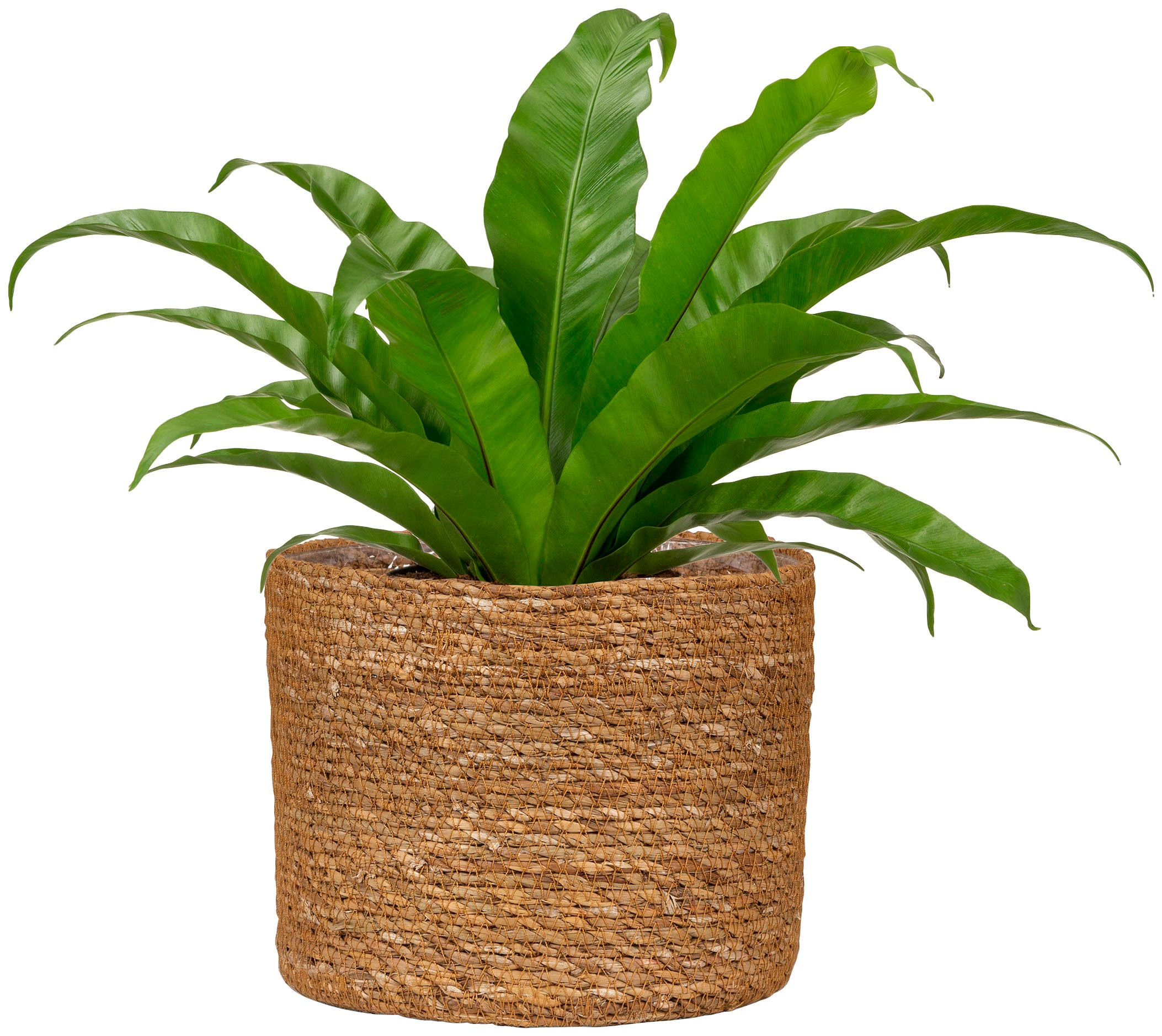 Scheurich Blumentopf »nut 22/508«