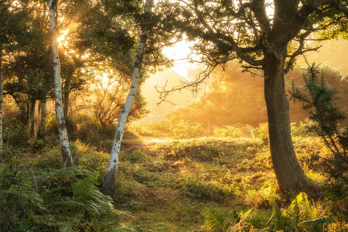 Papermoon "Wald"