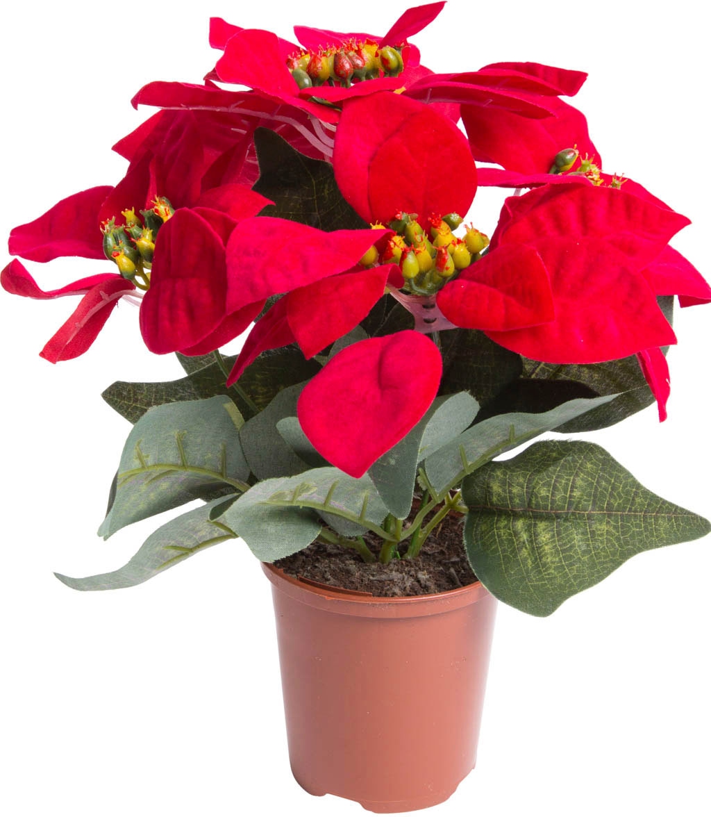 | Kunststofftopf« braunem BAUR »Weihnachtsstern in Botanic-Haus kaufen Kunstblume