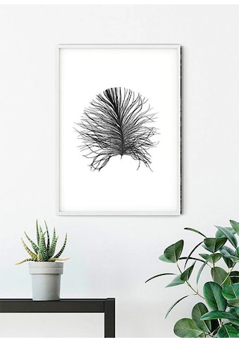 Komar Poster »Feather White« Federn (1 St.) ...