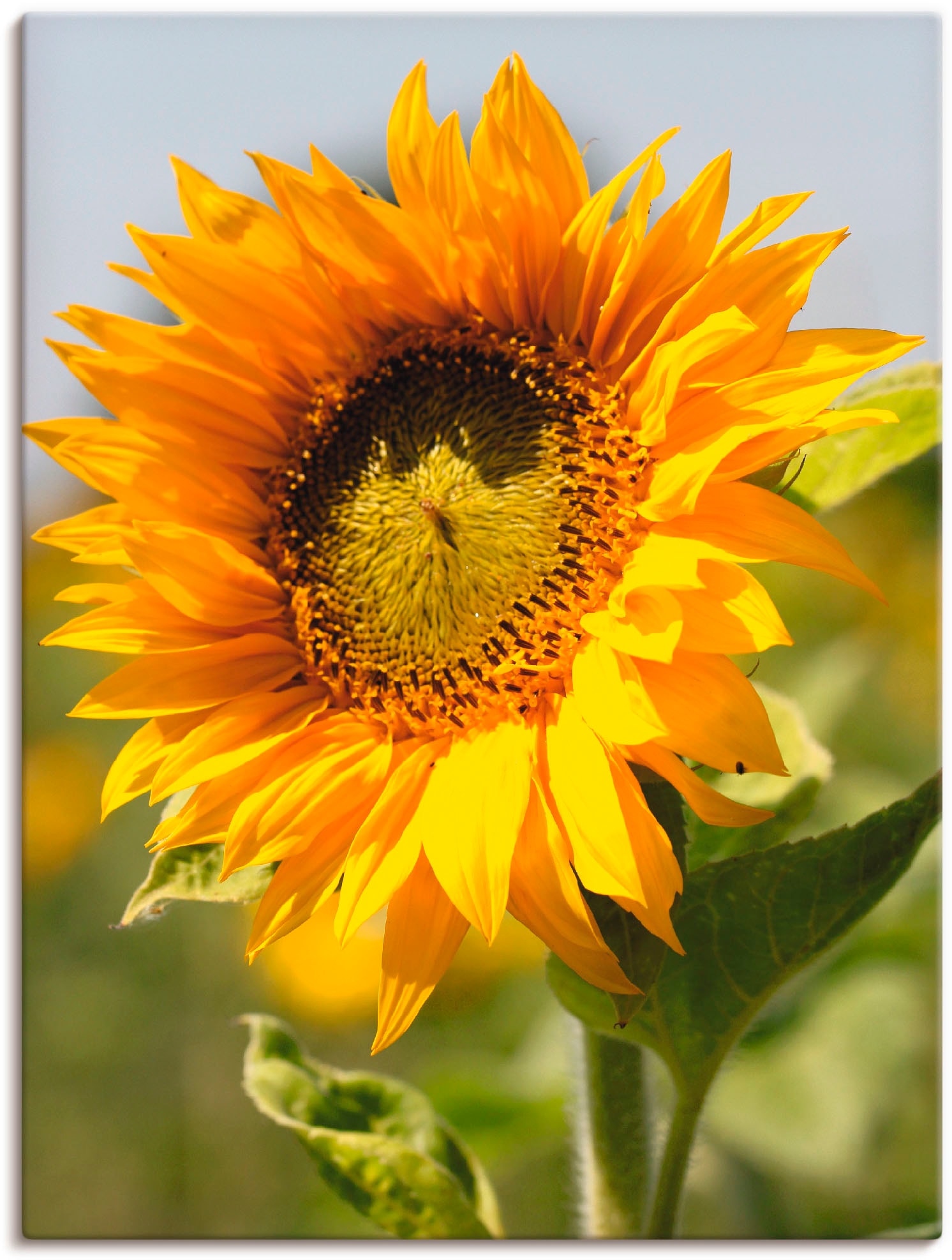 bestellen Wandbild als Blumen, (1 St.), Wandaufkleber BAUR Größen Leinwandbild, Artland | oder Poster versch. in »Sonnenblume«,