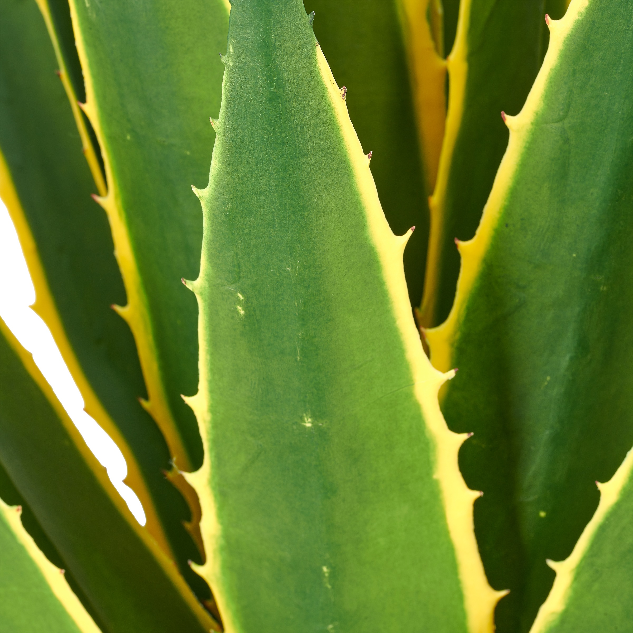 Creativ green Kunstpflanze »Agave americana Marginata« mit naturgetreuem Blattwerk