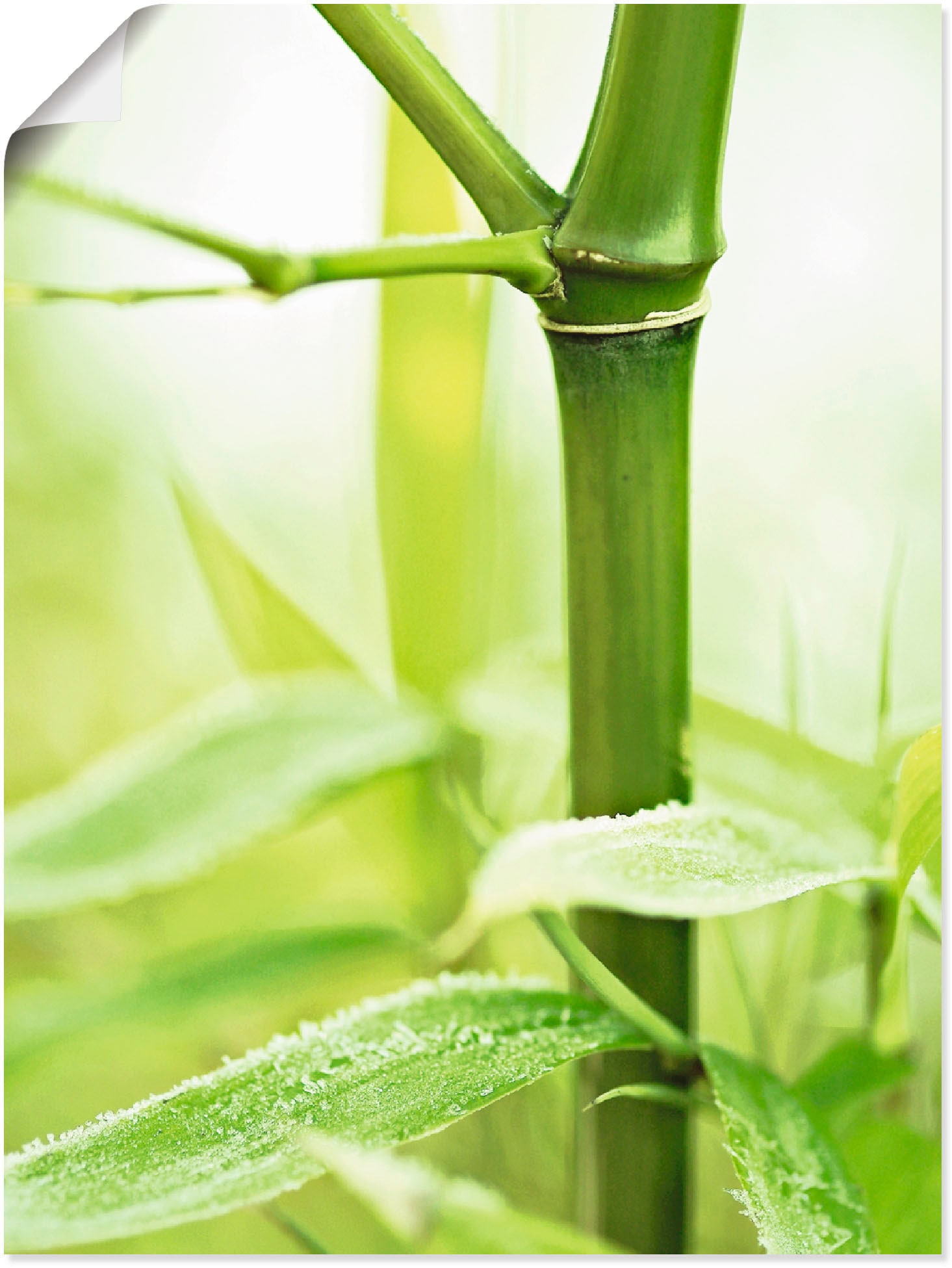 Artland Wandbild »Bambus Zweig«, Gräser, (1 St.), als Leinwandbild,  Wandaufkleber oder Poster in versch. Größen bestellen | BAUR