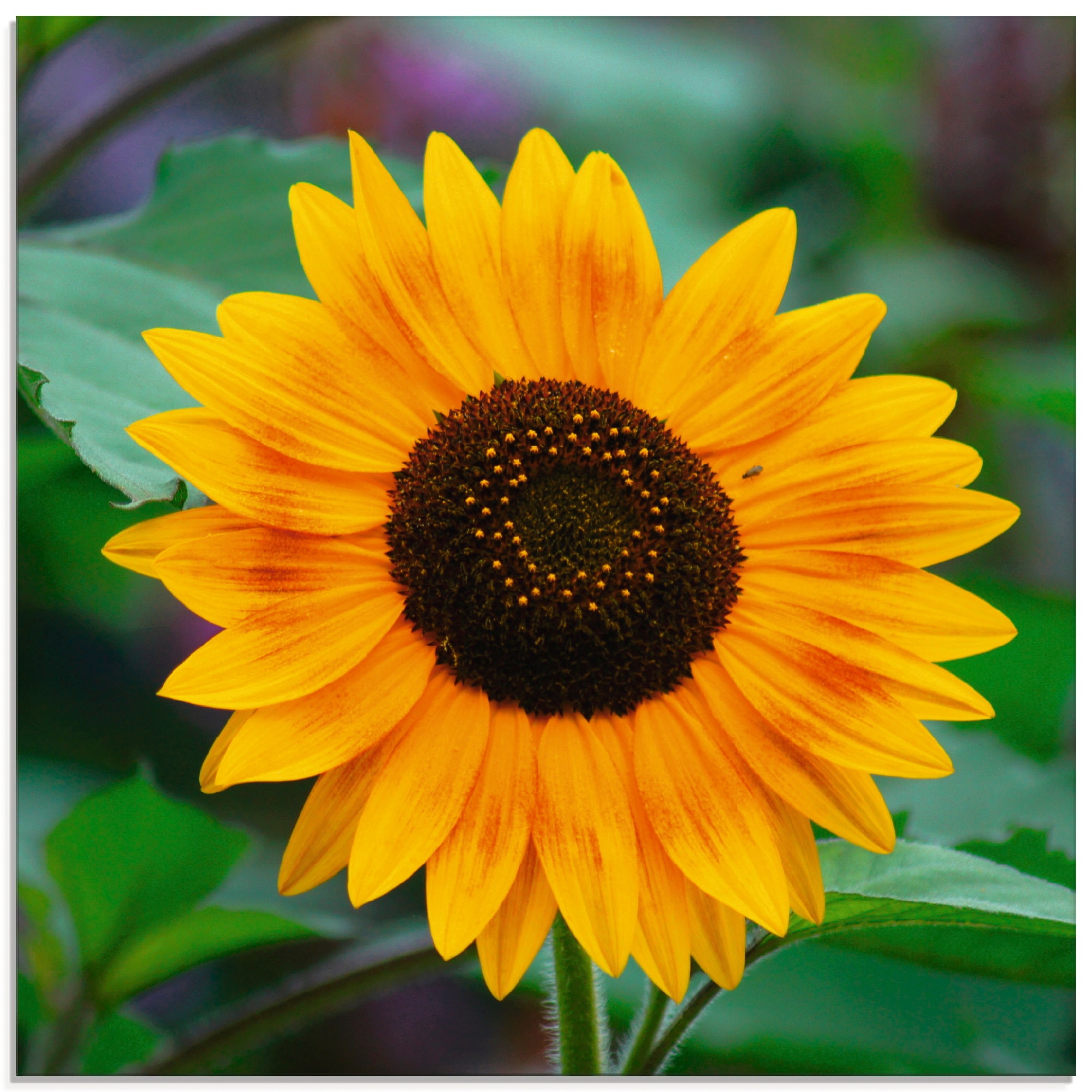 (1 in Artland »Sonnenblume«, | BAUR verschiedenen Blumen, Glasbild Größen St.), bestellen