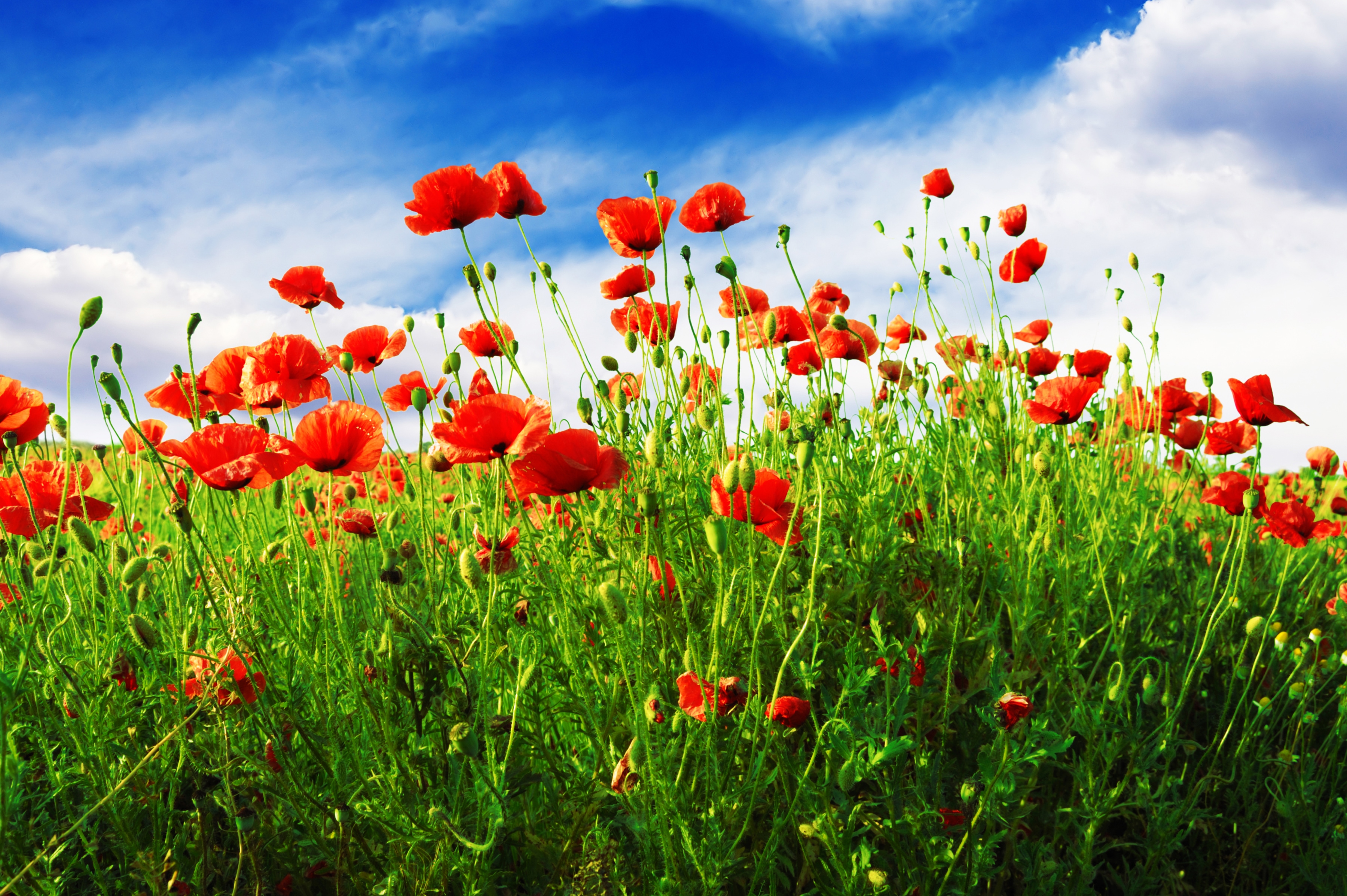 Papermoon Fototapete "Red Poppies" glatt