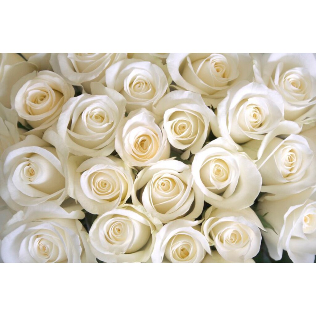 Papermoon Fototapete »White Roses«