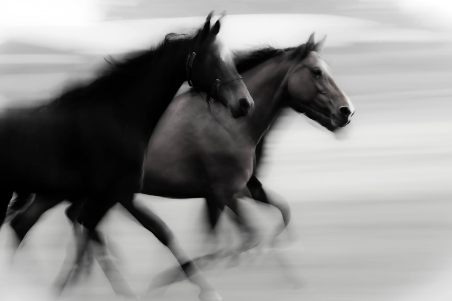 queence Wandsticker »Horses«, (1 St.), Selbstklebend, kinderleichte Anbringung