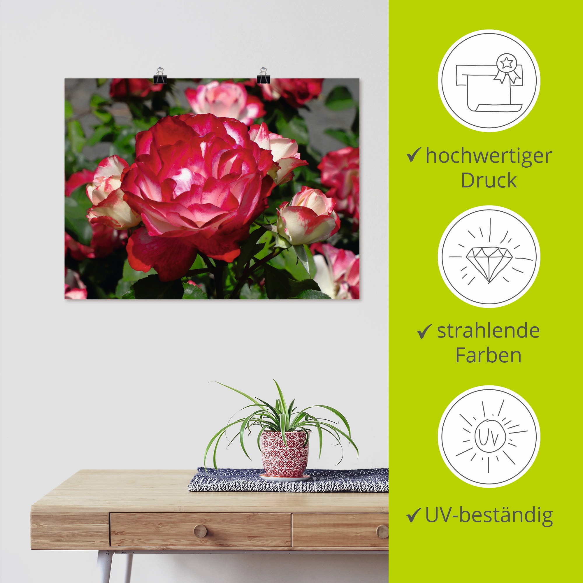 Artland Wandbild »Rot weiße Rosenblüte«, Blumen, (1 St.), als Poster, Wandaufkleber in verschied. Größen