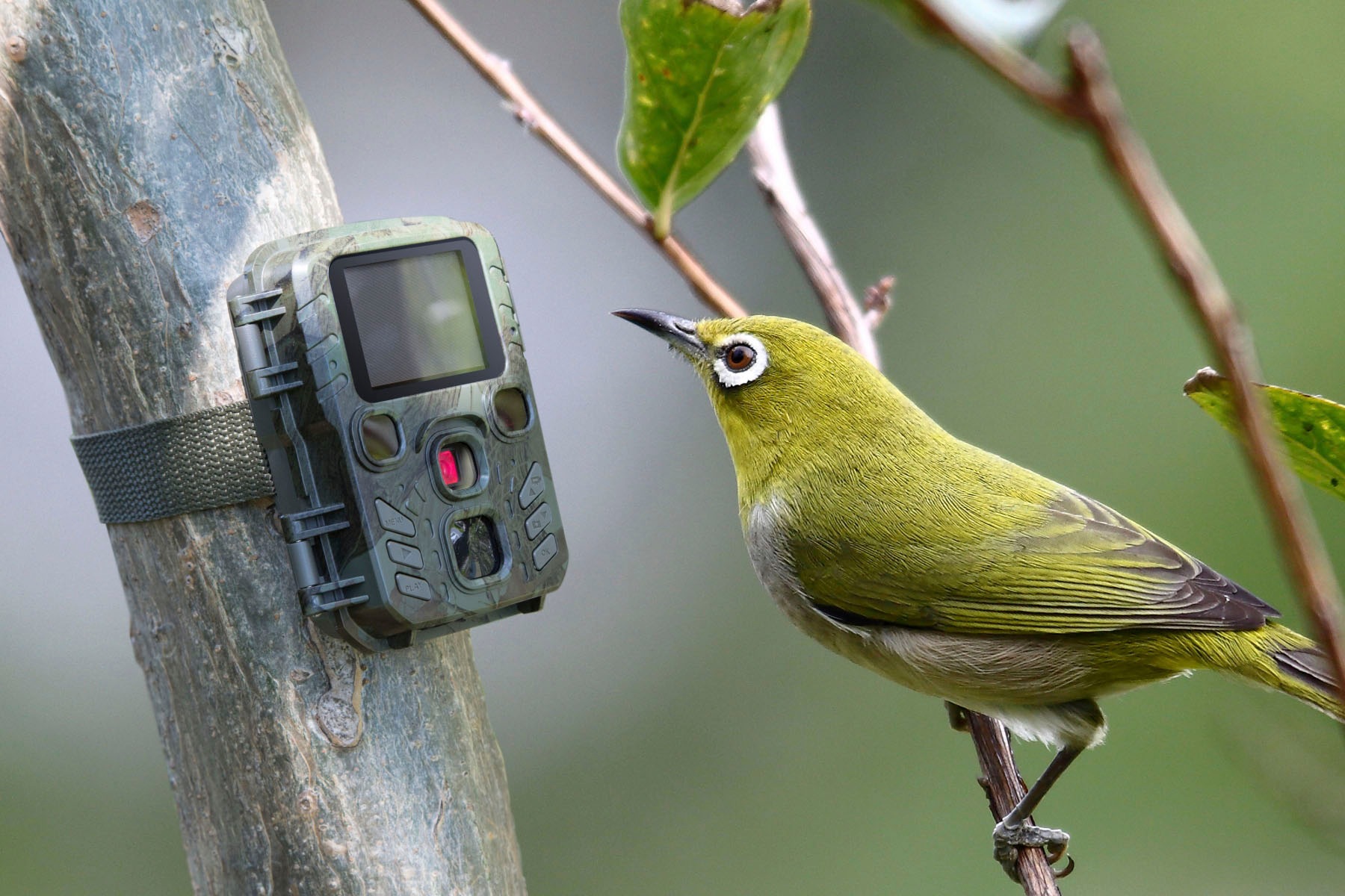 Technaxx Überwachungskamera »Mini Nature Wild Cam TX-117«, Innenbereich-Außenbereich, (1)