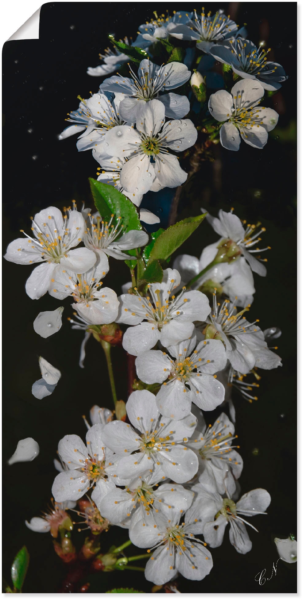 Artland Wandbild "Baumblüte", Blumen, (1 St.), als Leinwandbild, Poster, Wandaufkleber in verschied. Größen