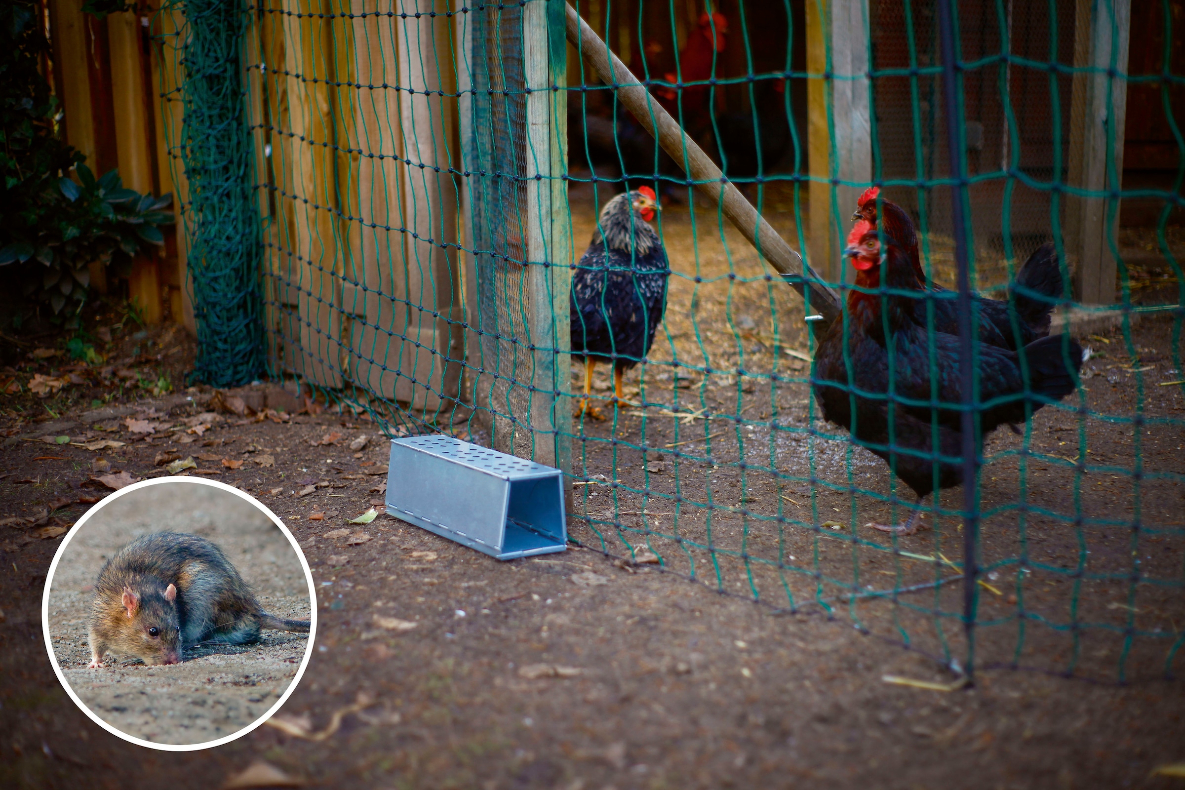 Gardigo Lebendfalle, für Ratten, Metall günstig online kaufen