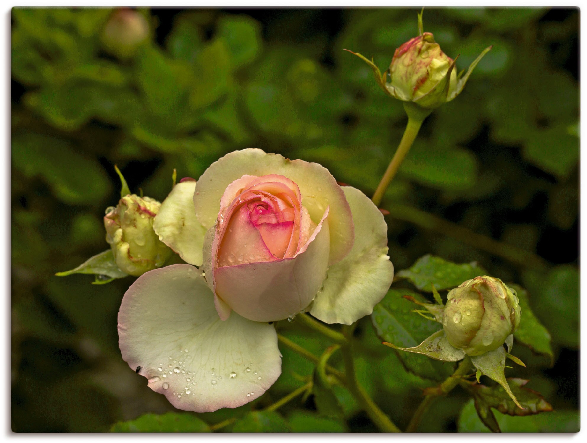 | oder Rose«, Poster als Black »Rosa Blumen, Wandbild in Leinwandbild, Friday BAUR Wandaufkleber Größen St.), versch. (1 Artland