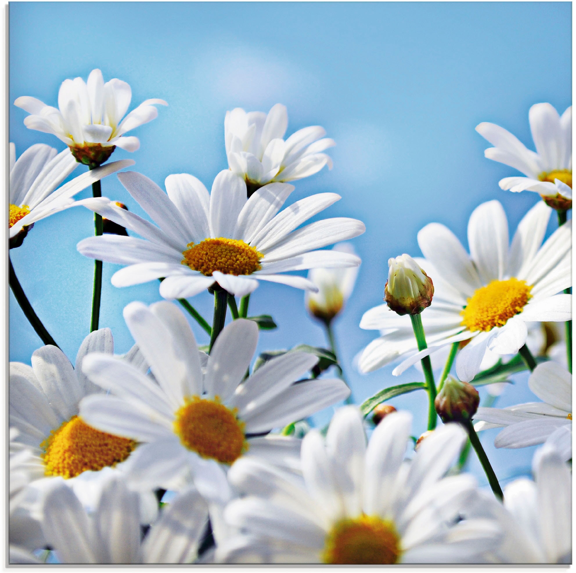 Artland Glasbild »Blumen - Margeriten«, Blumen, (1 St.), in verschiedenen Größen