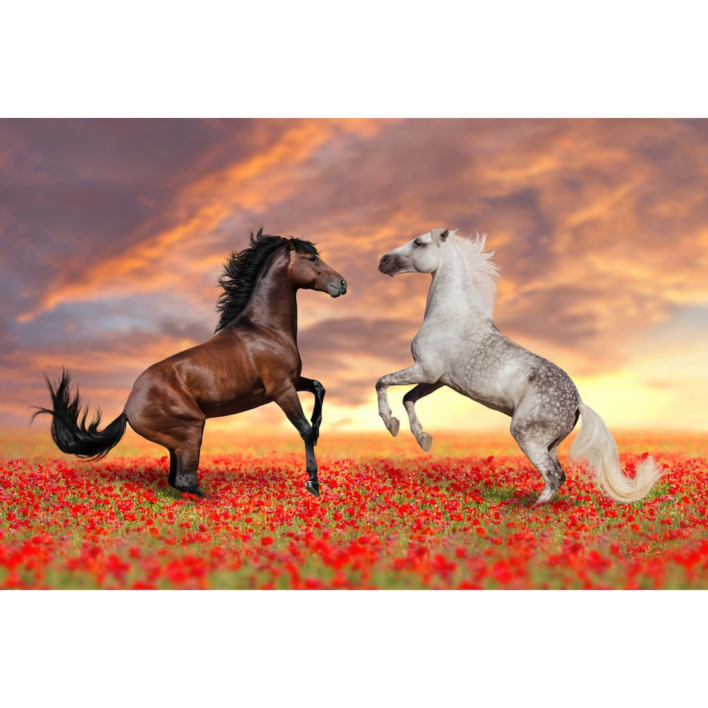 Papermoon Fototapete »Pferde in Blumenwiese«