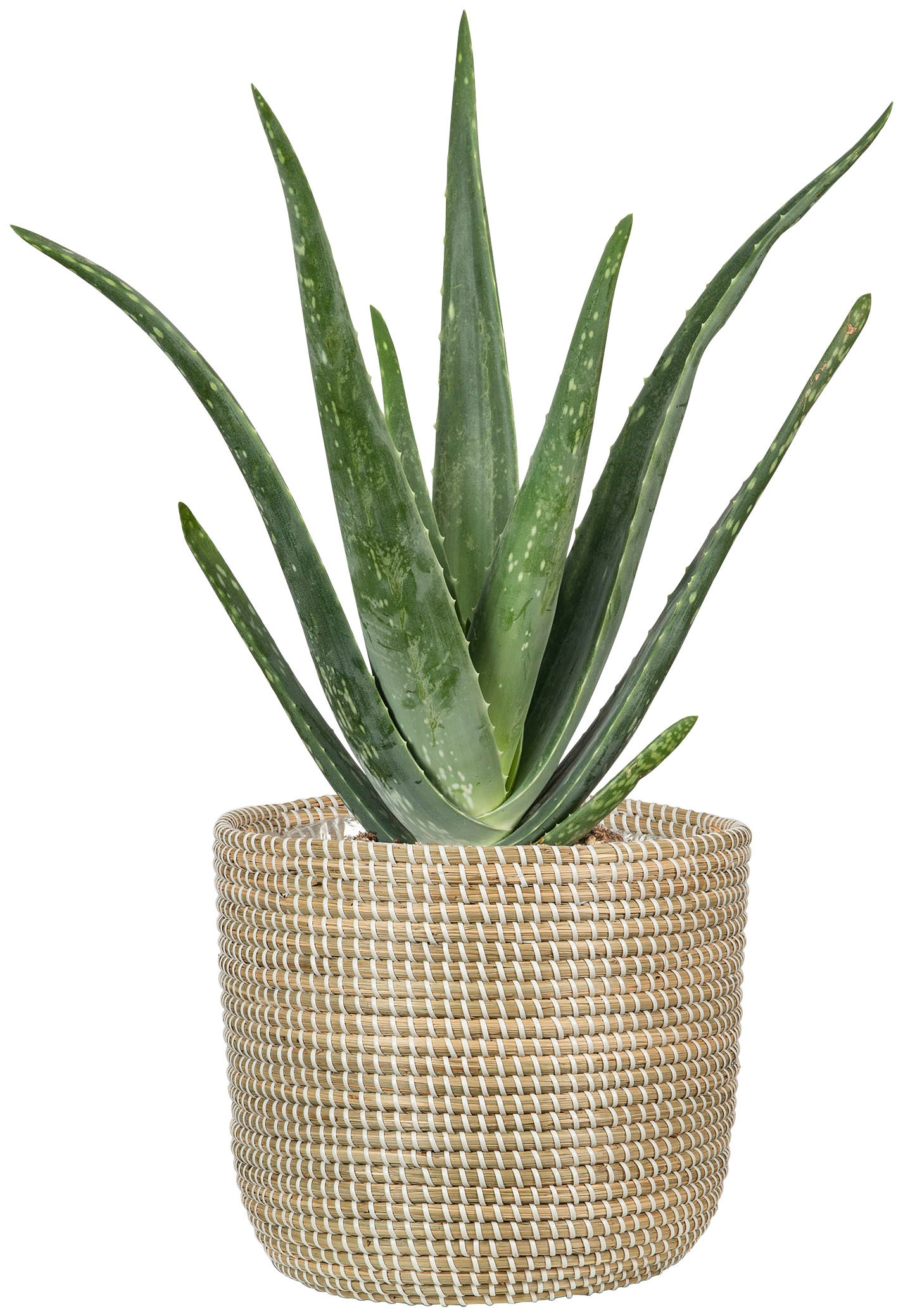 Scheurich Blumentopf »white 15/513«