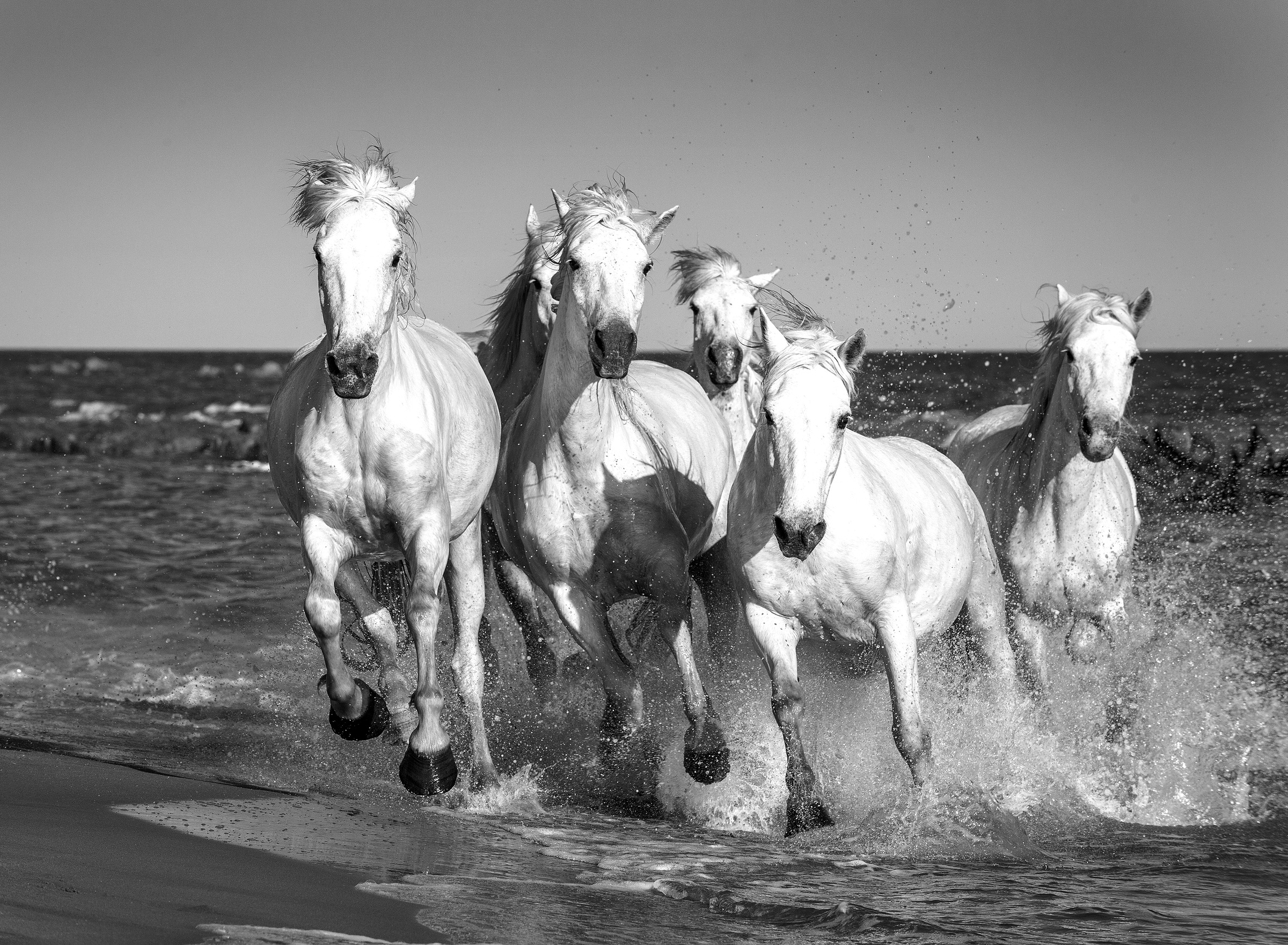 Papermoon Fototapete »Pferde Schwarz & Weiß«