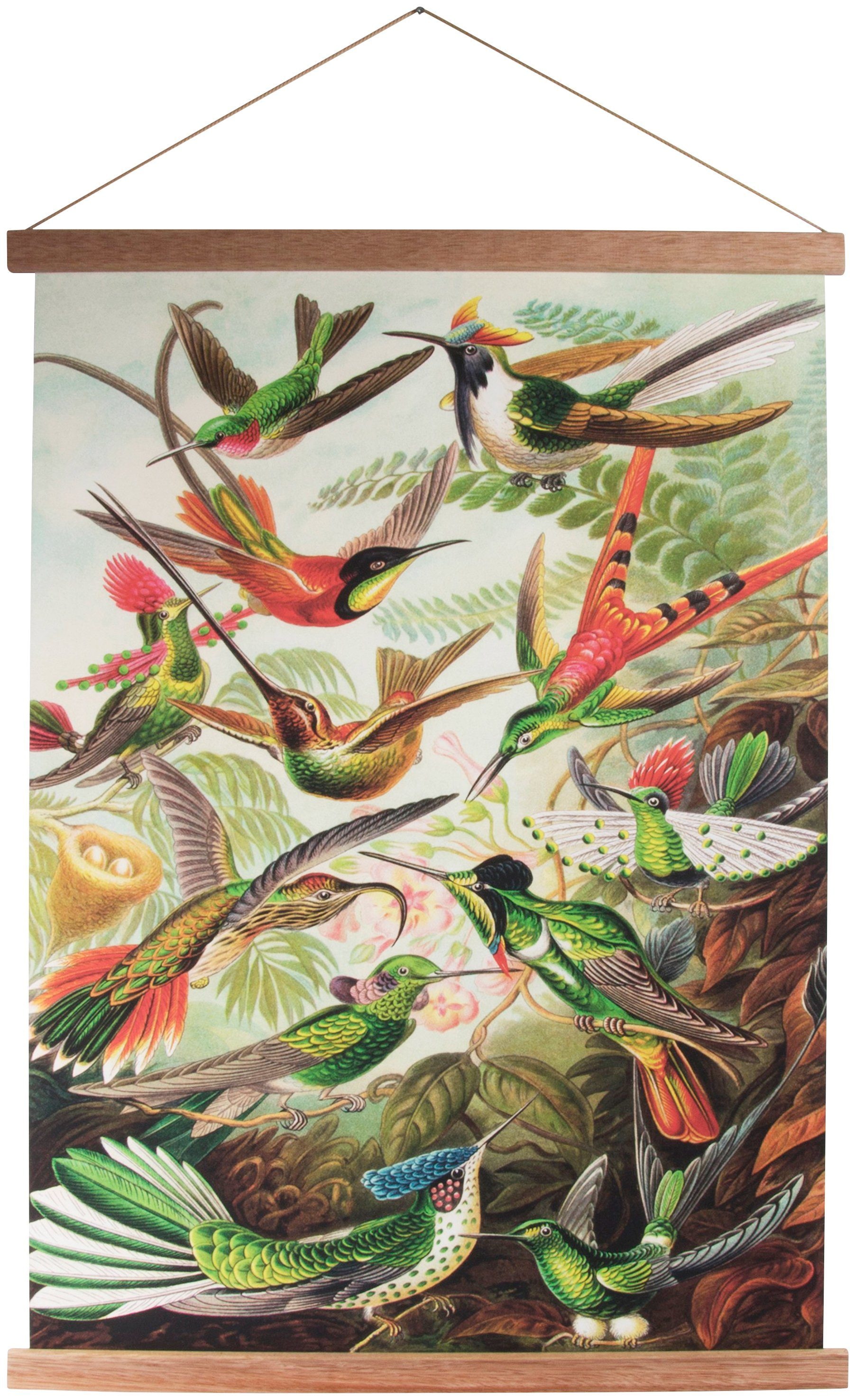 | Art Wandposter kaufen Poster Vögel, »Kolibris«, for BAUR home Wandbild, Poster, the Bild,
