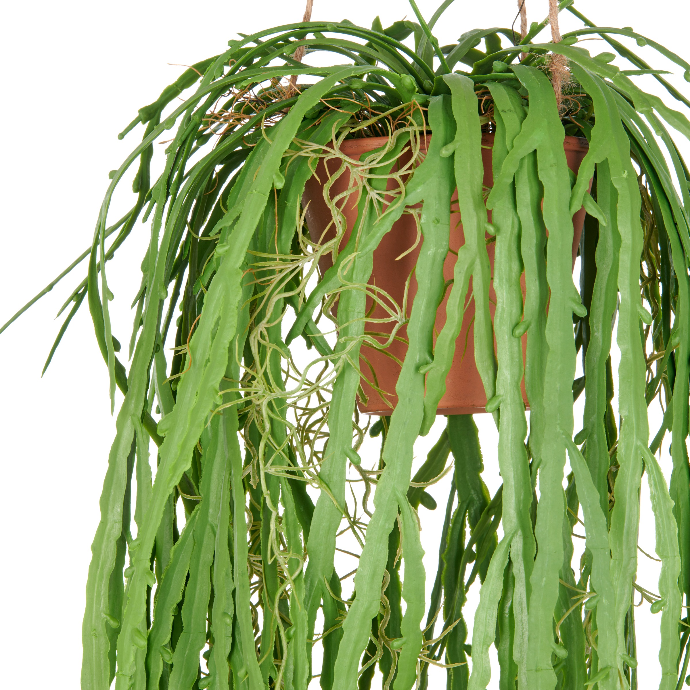Creativ green Kunstpflanze »Hängende Rhipsalis crispata«, mit zahlreichen Ranken