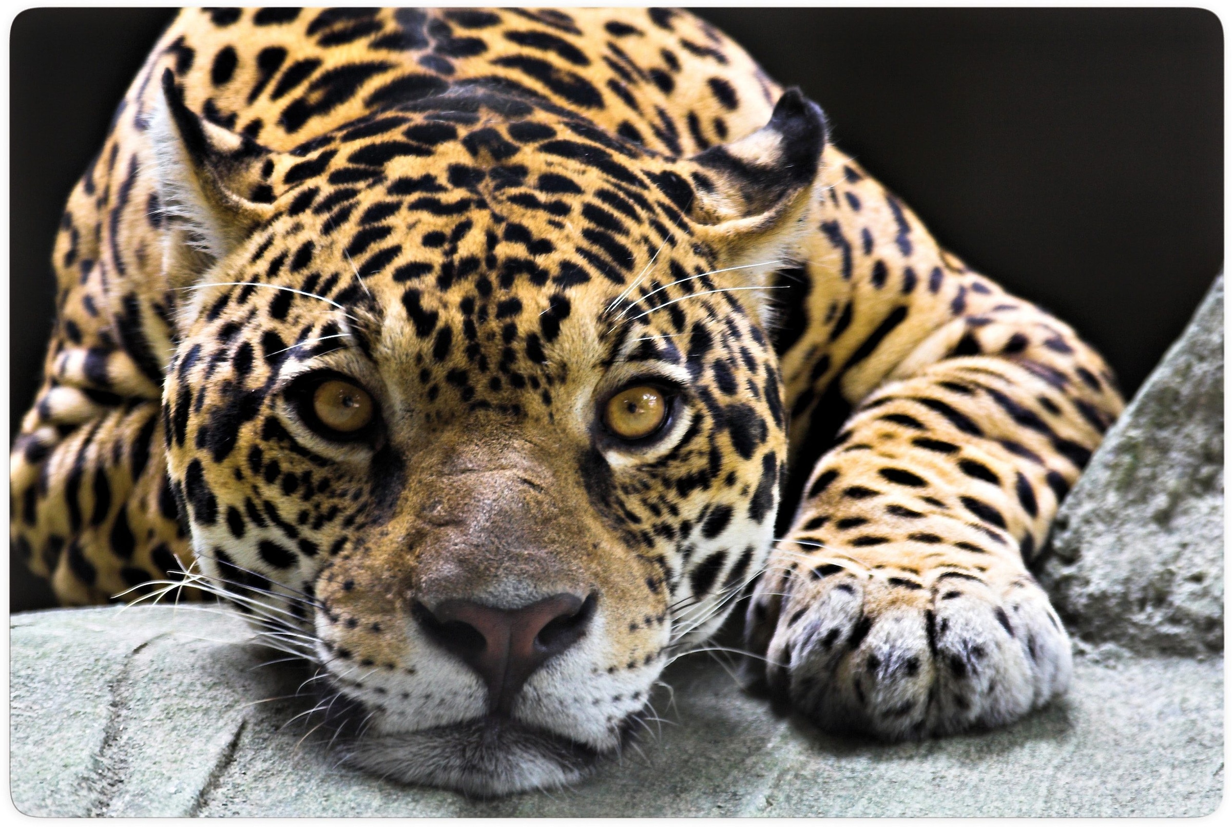 Wall-Art Glasbild "Jaguar", Schriftzug, Glasposter modern