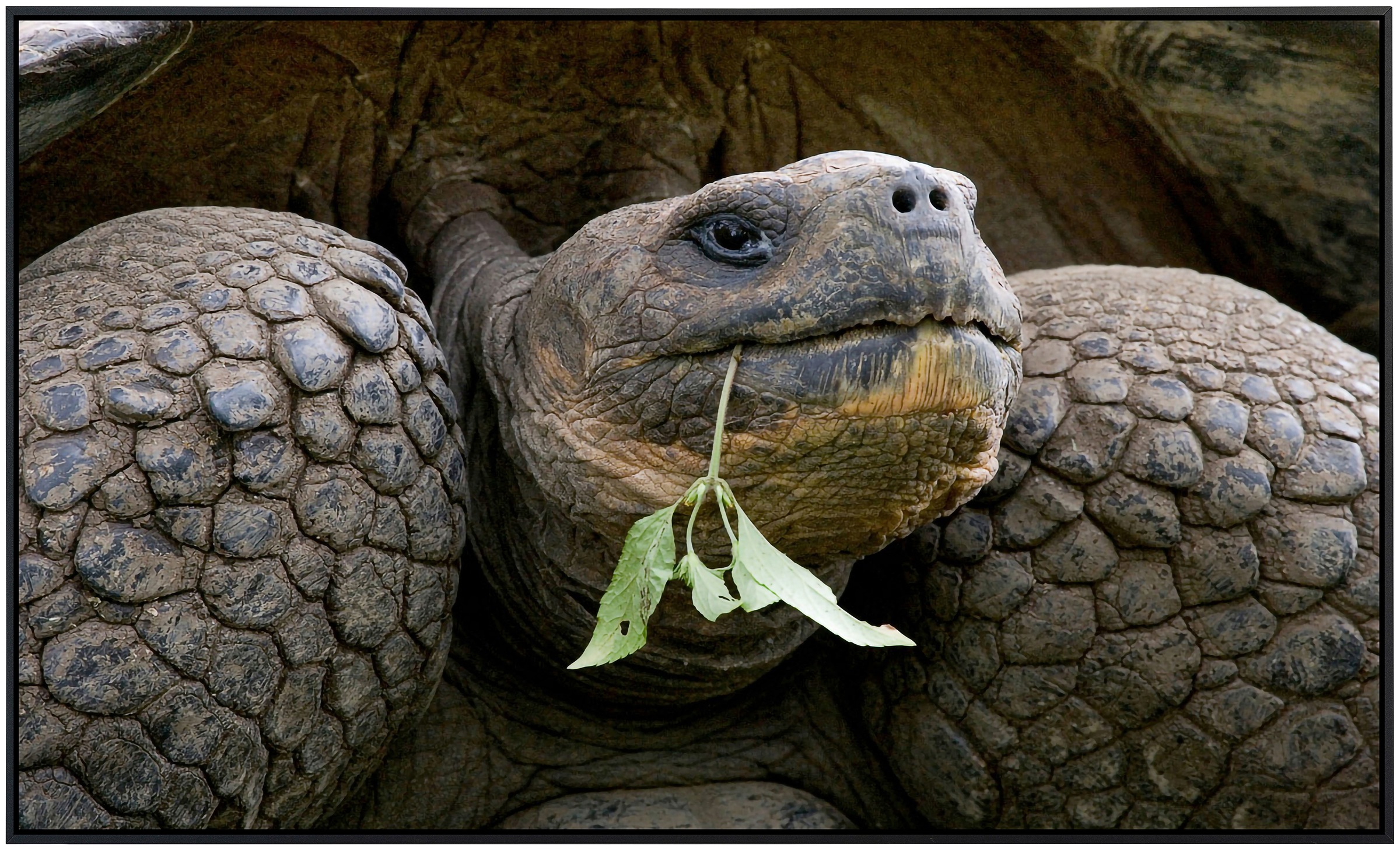 Papermoon Infrarotheizung »Riesenschildkrötenporträt«, sehr angenehme Strahlungswärme