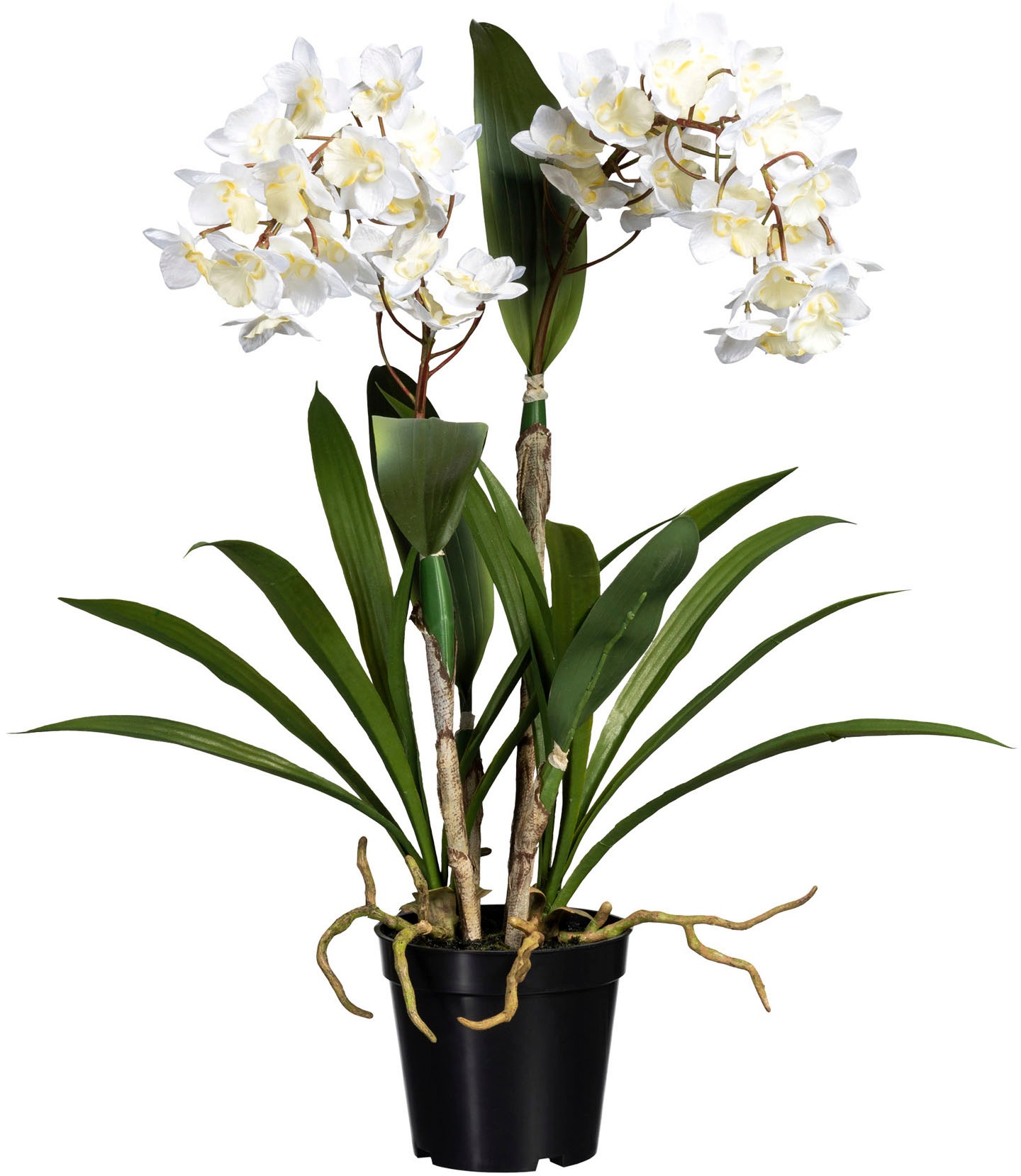 Creativ green Kunstorchidee »Dendrobie«, in Keramikvase